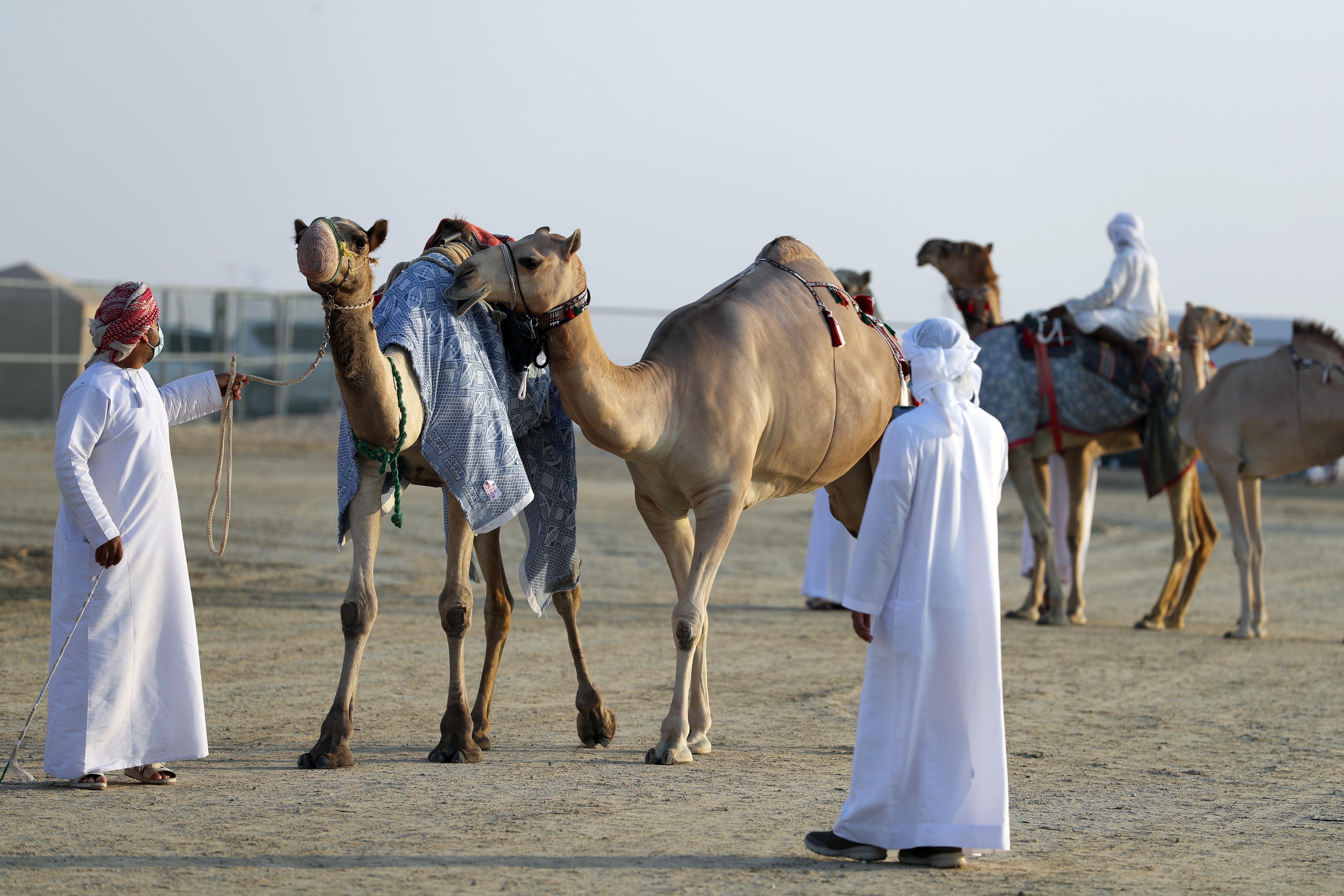 دخول مشاركات اللقايا – محليات بمزاينة الإبل في مهرجان الظفرة .. والنتائج غداً الجمعة