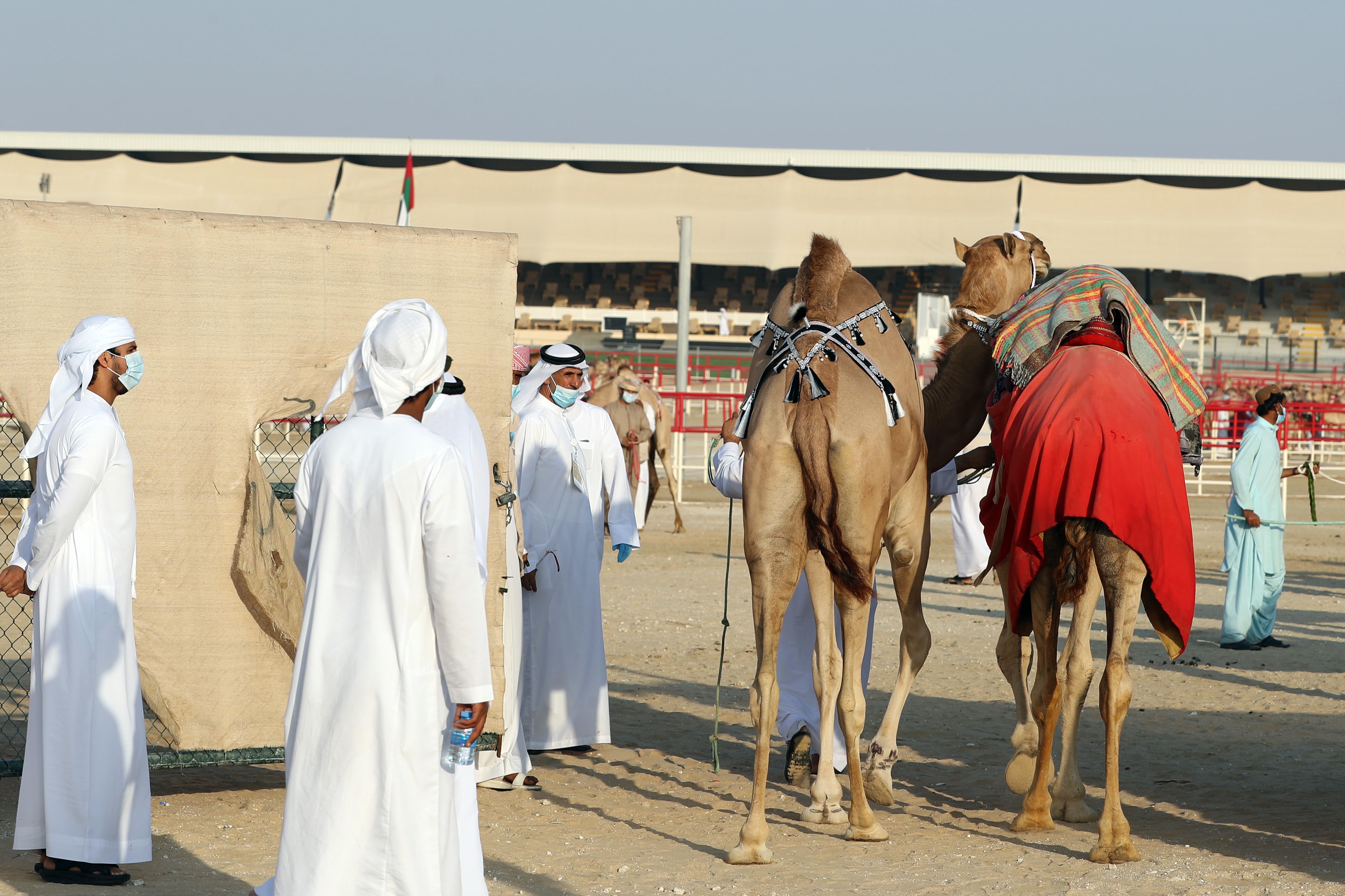 دخول مشاركات اللقايا – محليات بمزاينة الإبل في مهرجان الظفرة .. والنتائج غداً الجمعة