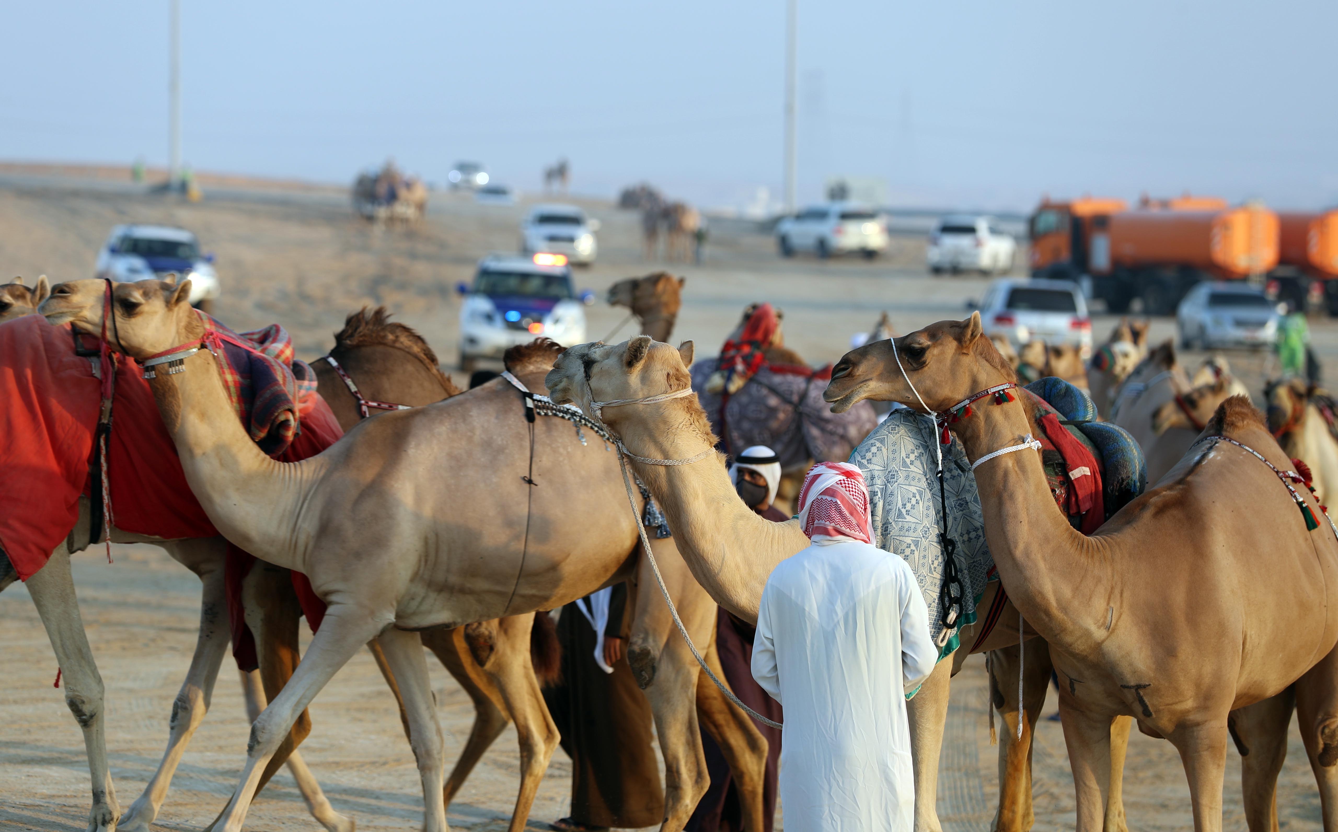 دخول مشاركات اللقايا – محليات بمزاينة الإبل في مهرجان الظفرة .. والنتائج غداً الجمعة