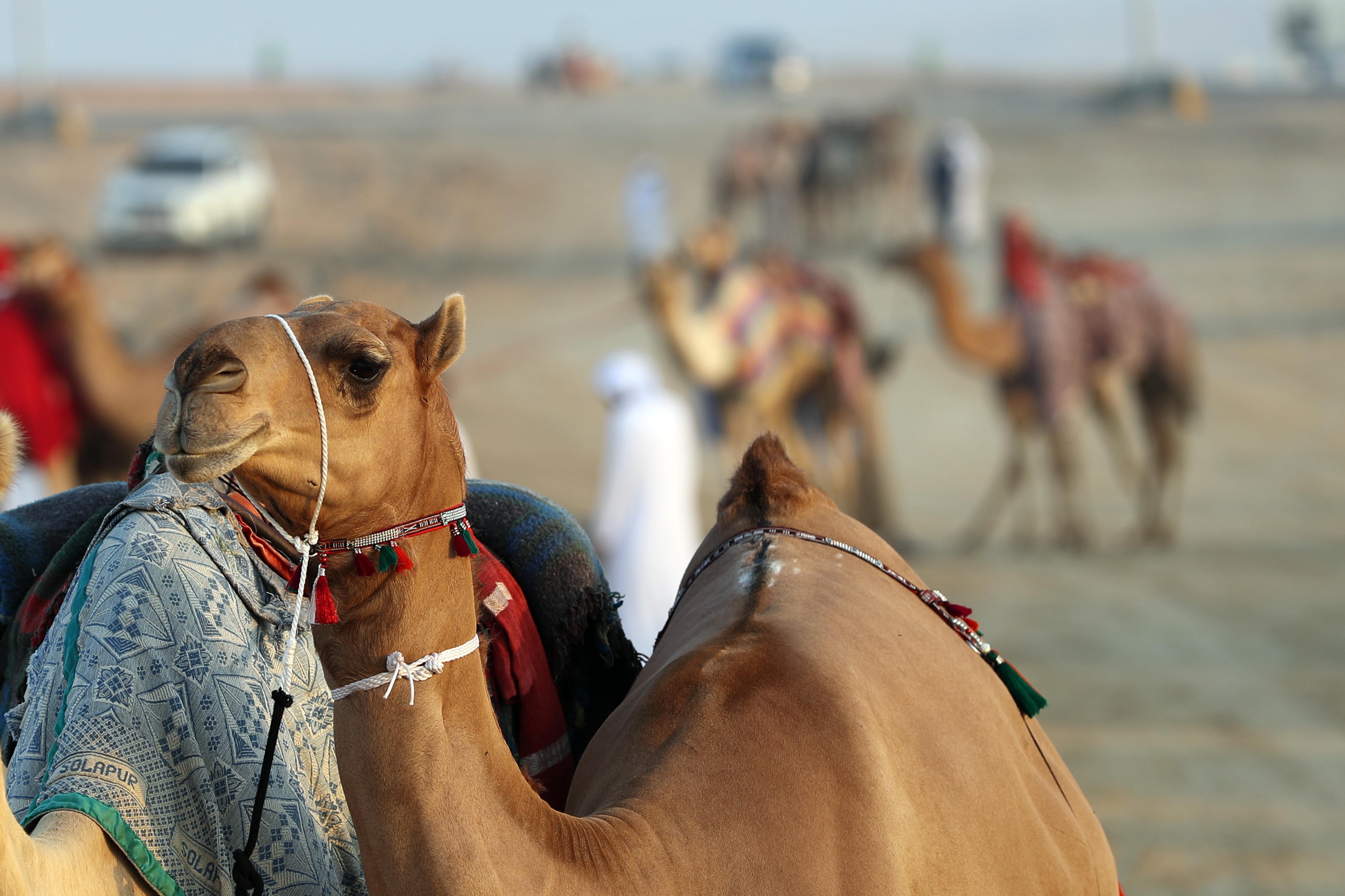 دخول مشاركات اللقايا – محليات بمزاينة الإبل في مهرجان الظفرة .. والنتائج غداً الجمعة