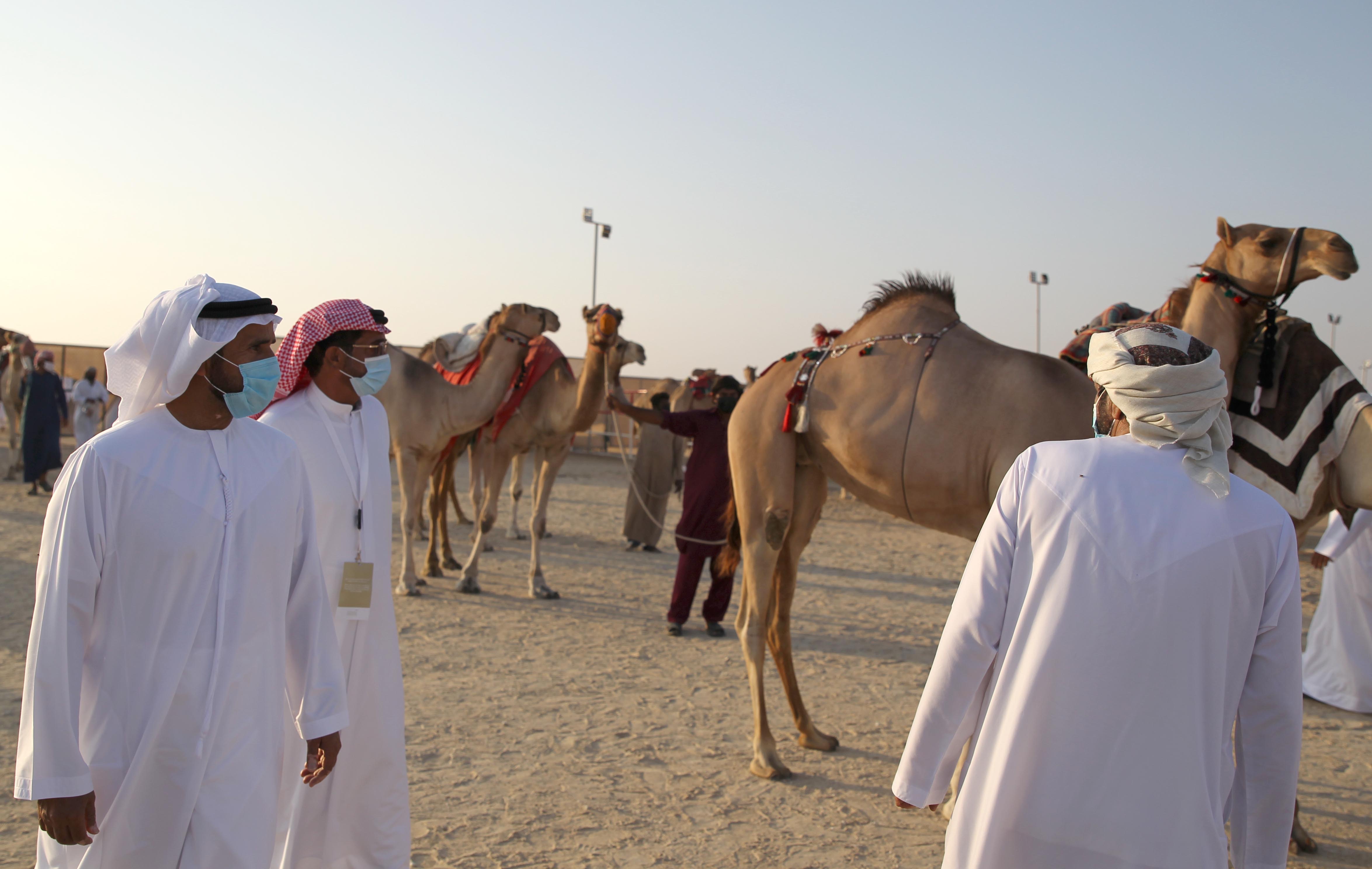 دخول مشاركات اللقايا – محليات بمزاينة الإبل في مهرجان الظفرة .. والنتائج غداً الجمعة