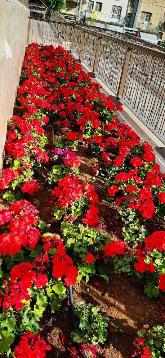 بلدية السلط تطلق مشروع زراعة تجميل المدينة