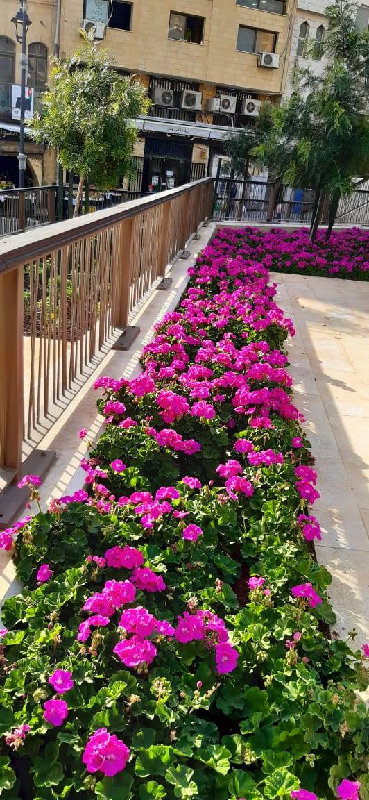 بلدية السلط تطلق مشروع زراعة تجميل المدينة