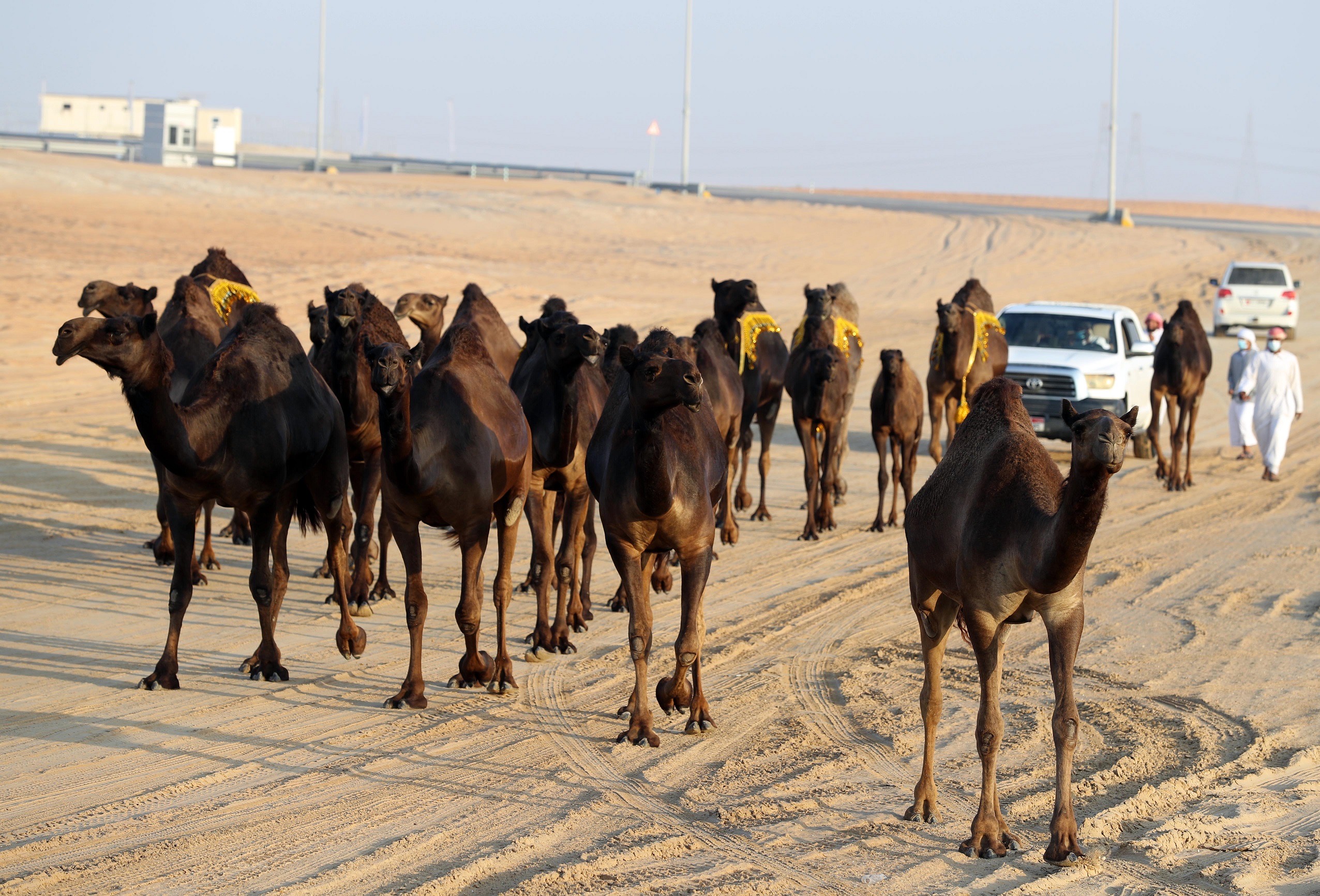 فارس المزروعي يتفقد موقع مزاينة الإبل بالمهرجان