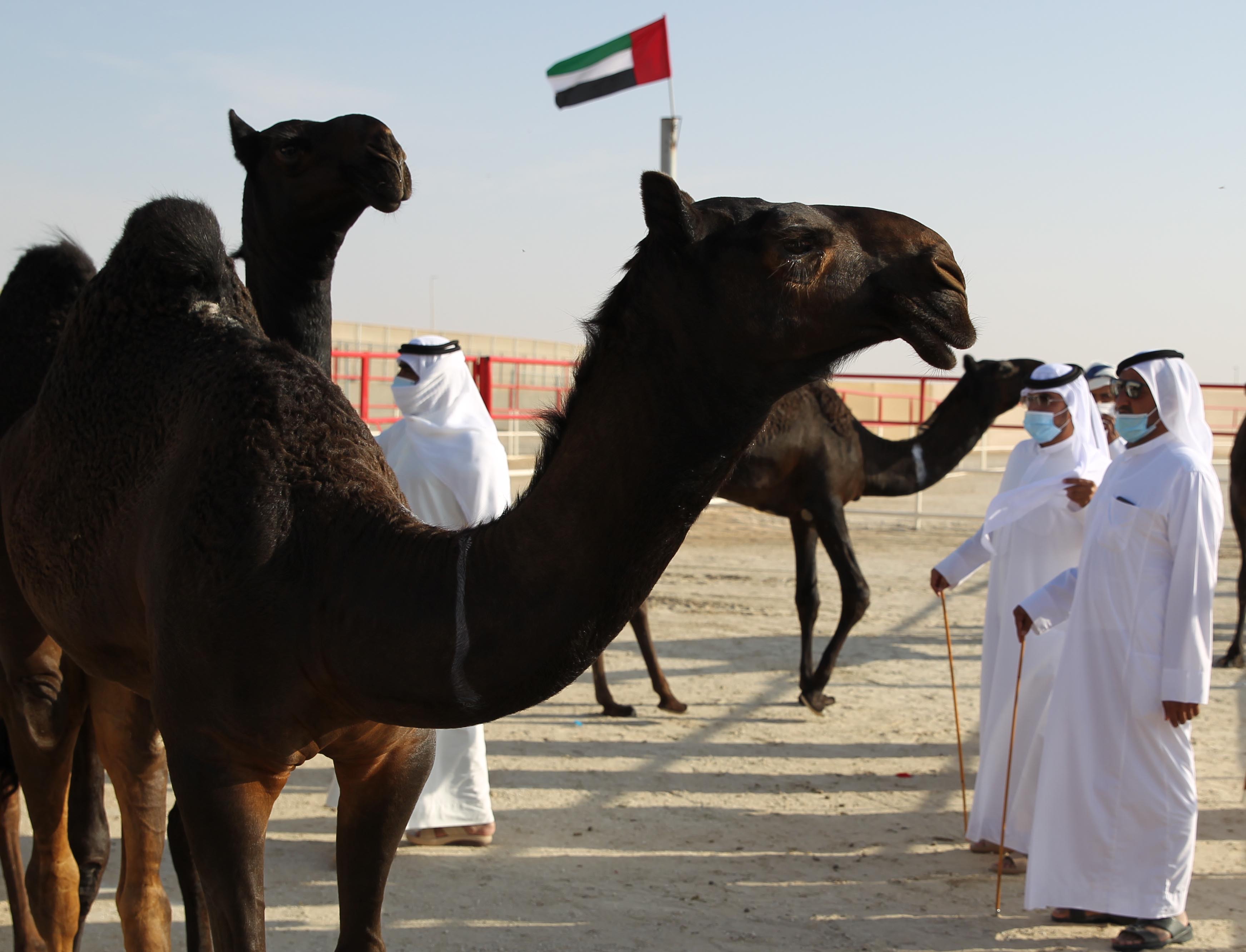 إعلان نتائج مزاينة انتاج العزبة لأبناء القبائل 3 مفاريد تلاد مجاهيم بمهرجان الظفرة