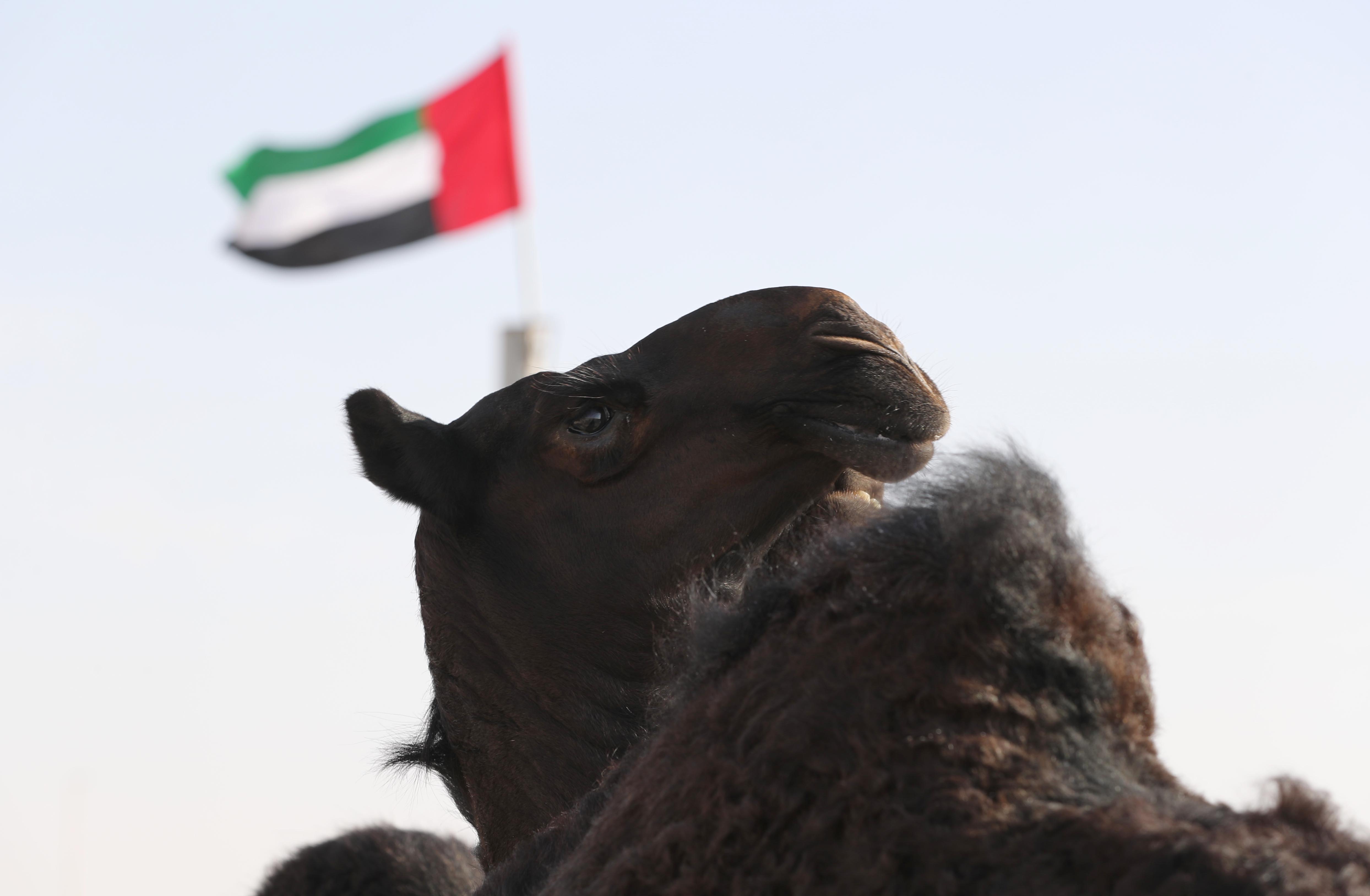 إعلان نتائج مزاينة انتاج العزبة لأبناء القبائل 3 مفاريد تلاد مجاهيم بمهرجان الظفرة