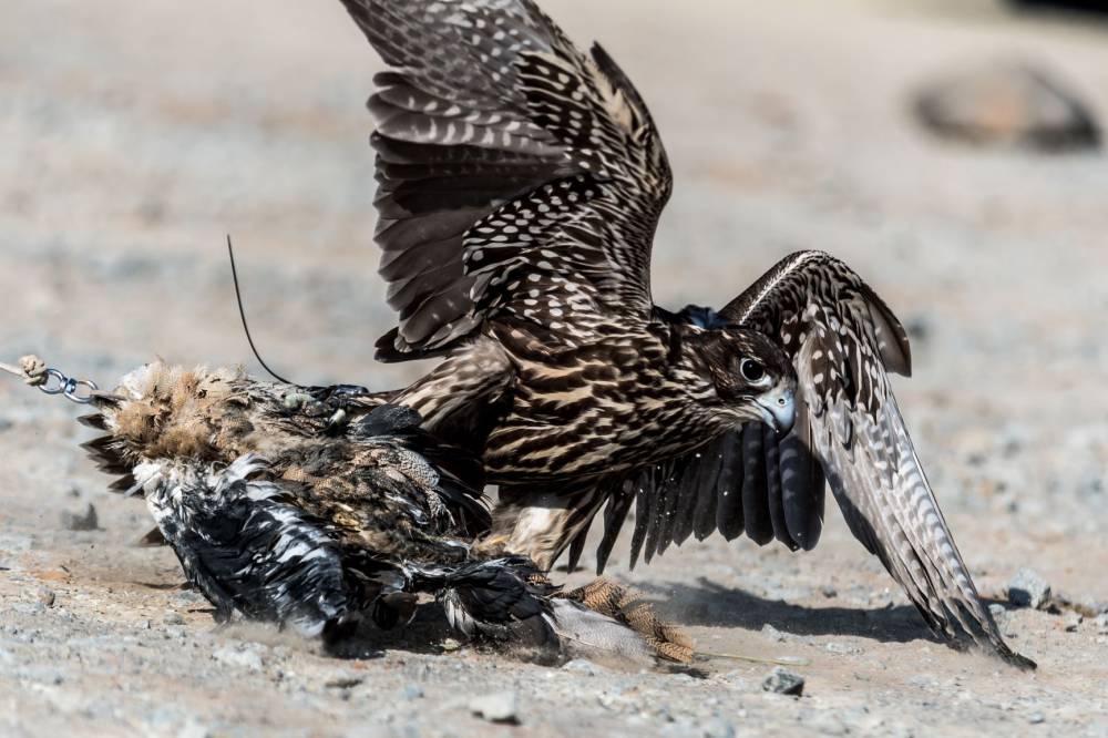 بطولة نادي الشارقة للصقارين التلواح جاهزة للانطلاق (الأربعاء 2 ديسمبر)