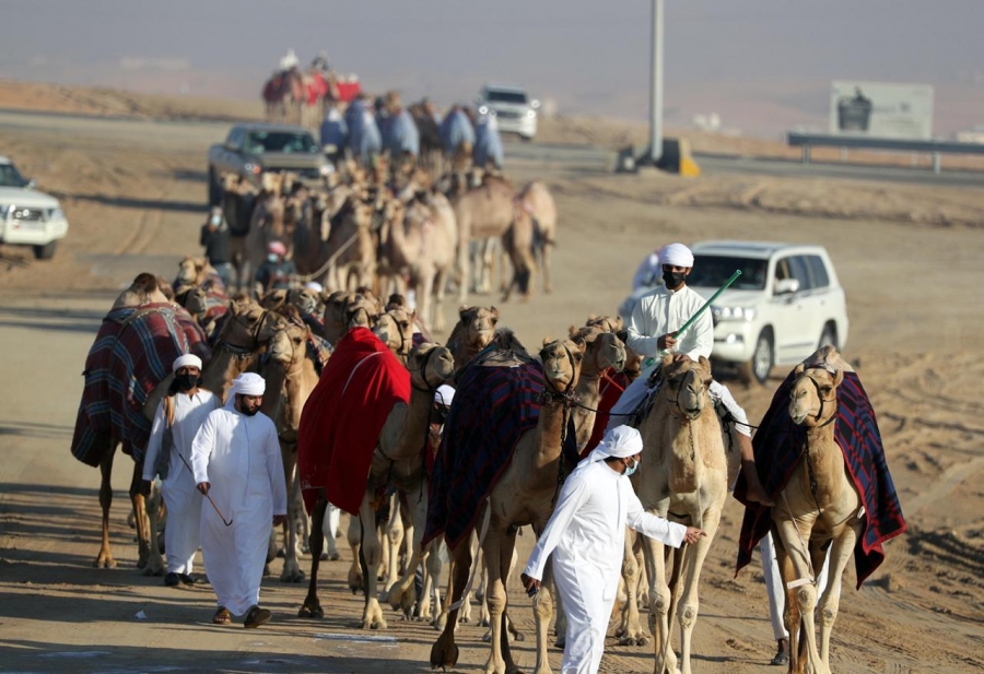 مشاركات إماراتية وخليجية واسعة في شوط الجمل 15 تلاد محليات بـ مهرجان الظفرة 14