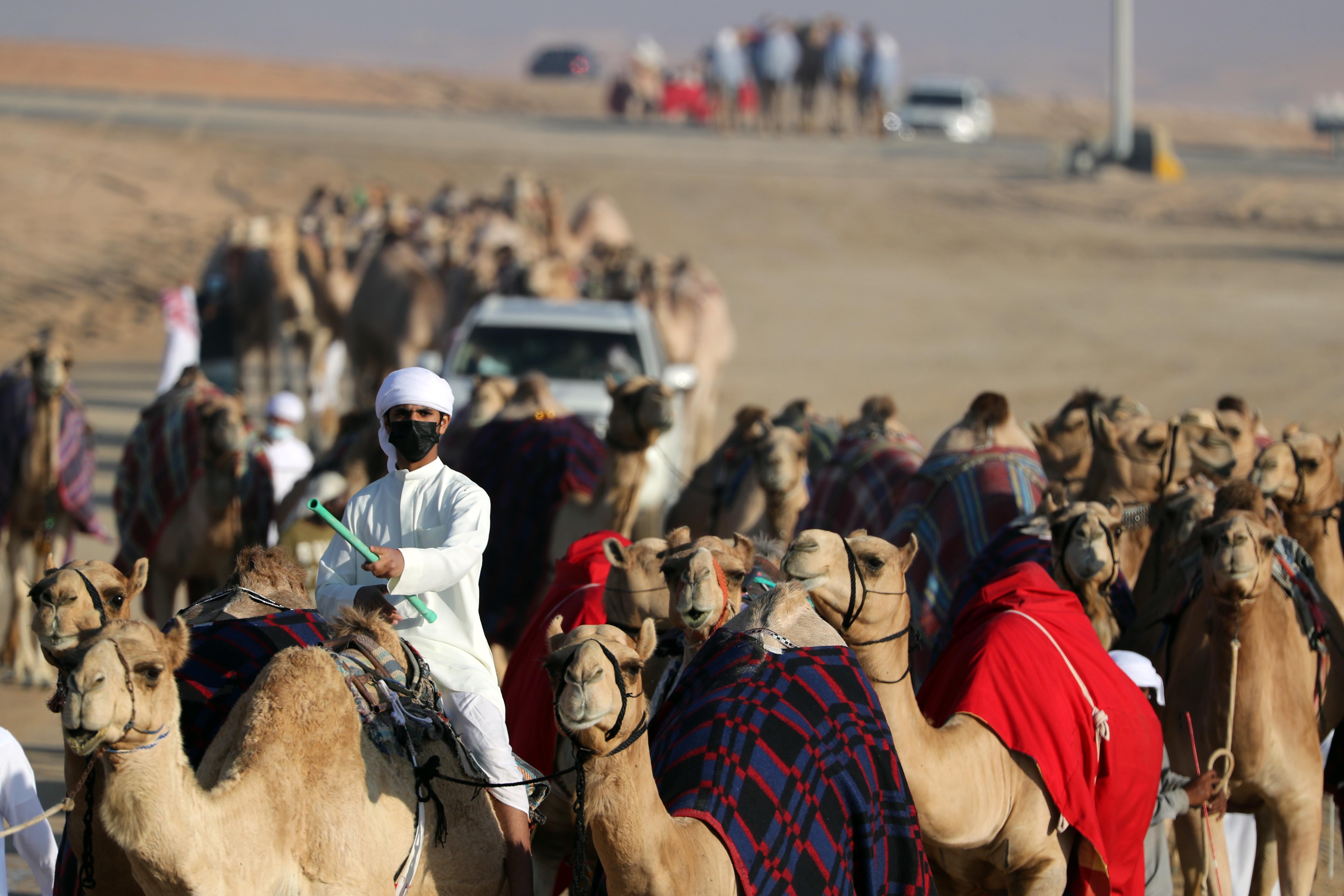 مشاركات إماراتية وخليجية واسعة في شوط الجمل 15 تلاد محليات بـ مهرجان الظفرة 14 