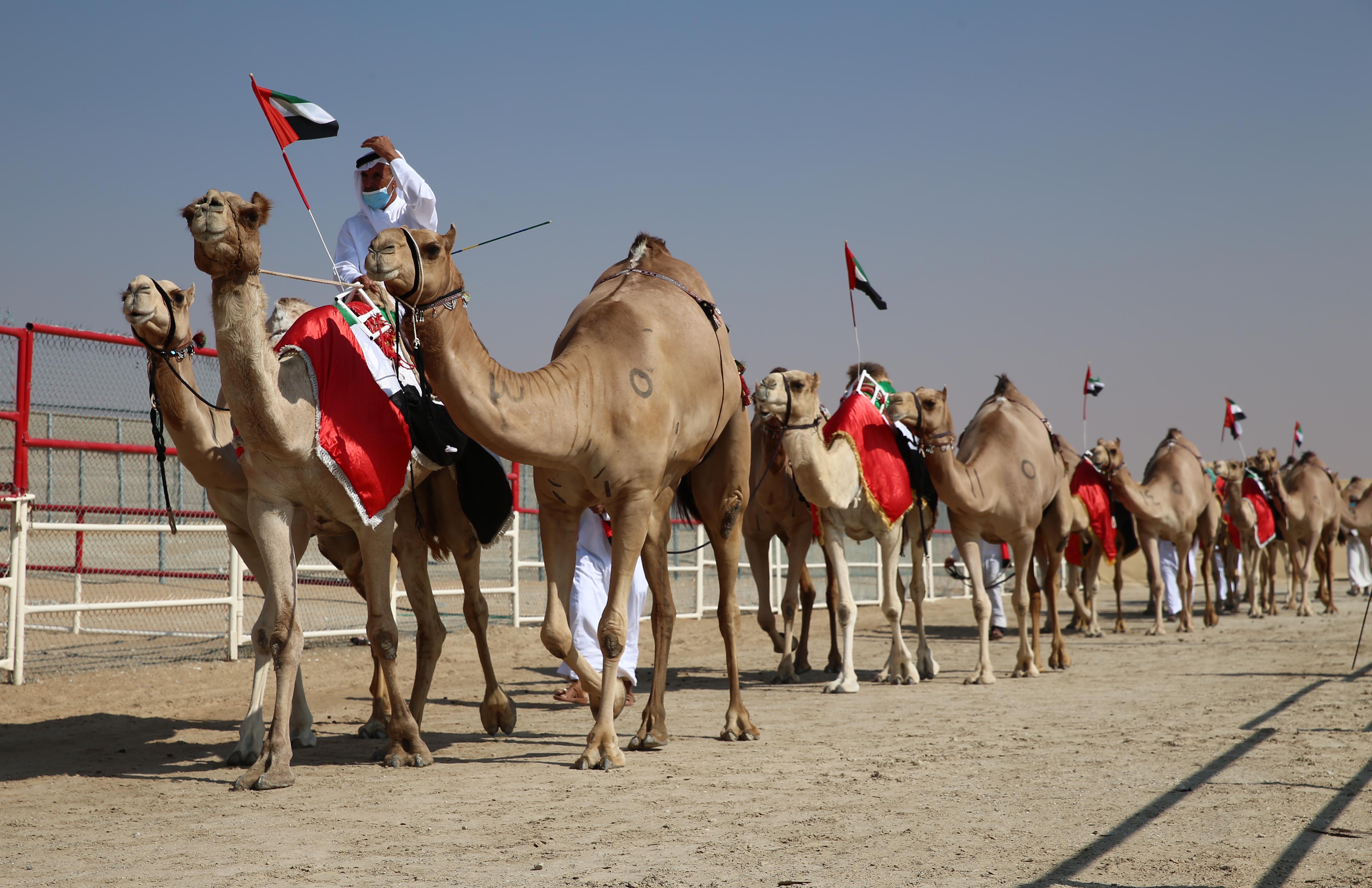 معالي اللواء فارس المزروعي يتابع مسابقات المهرجان بأسبوعه الخامس