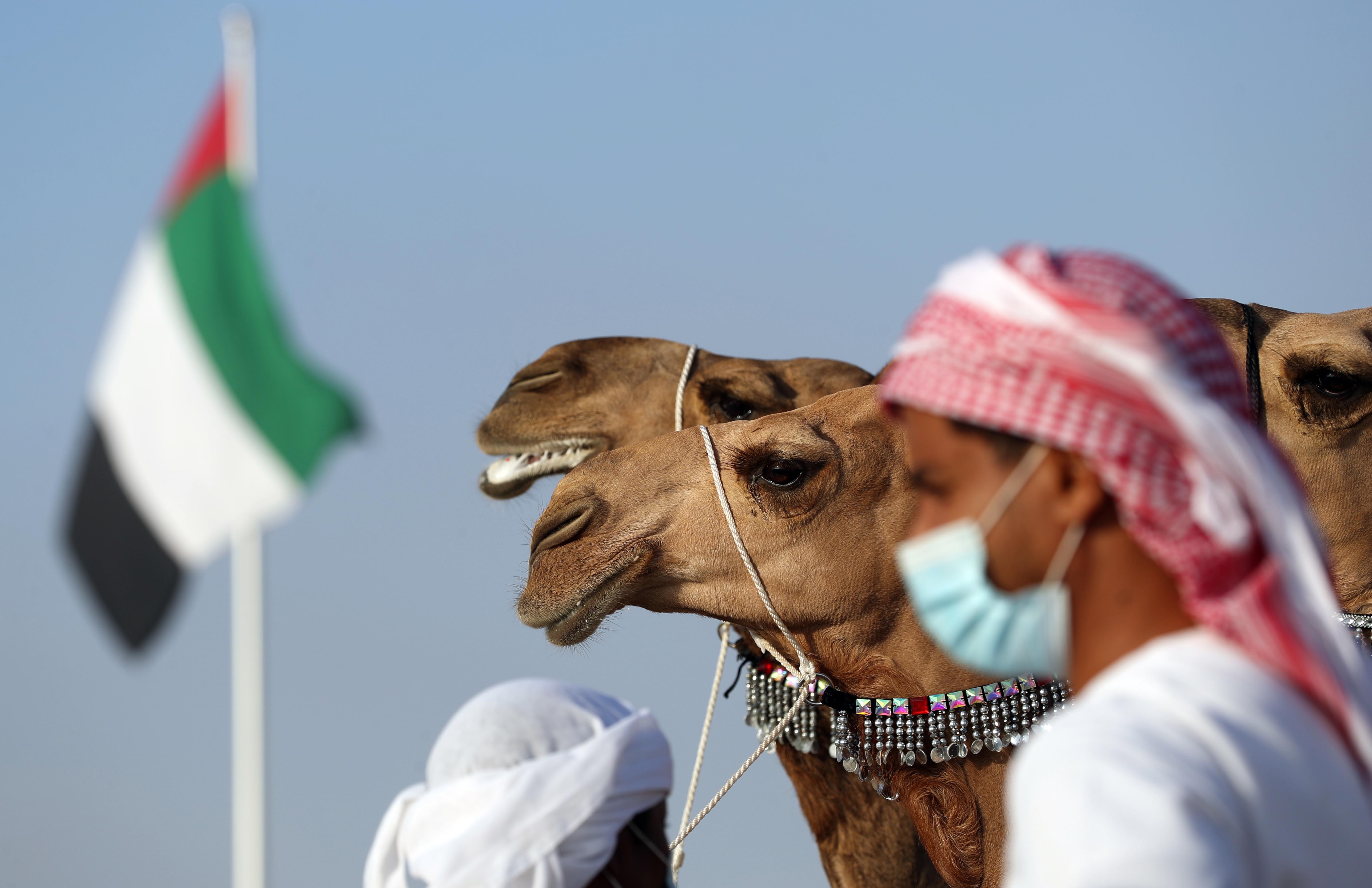 إعلان نتائج مزاينة انتاج العزبة لأبناء القبائل 3 مفاريد تلاد محليات بمهرجان الظفرة