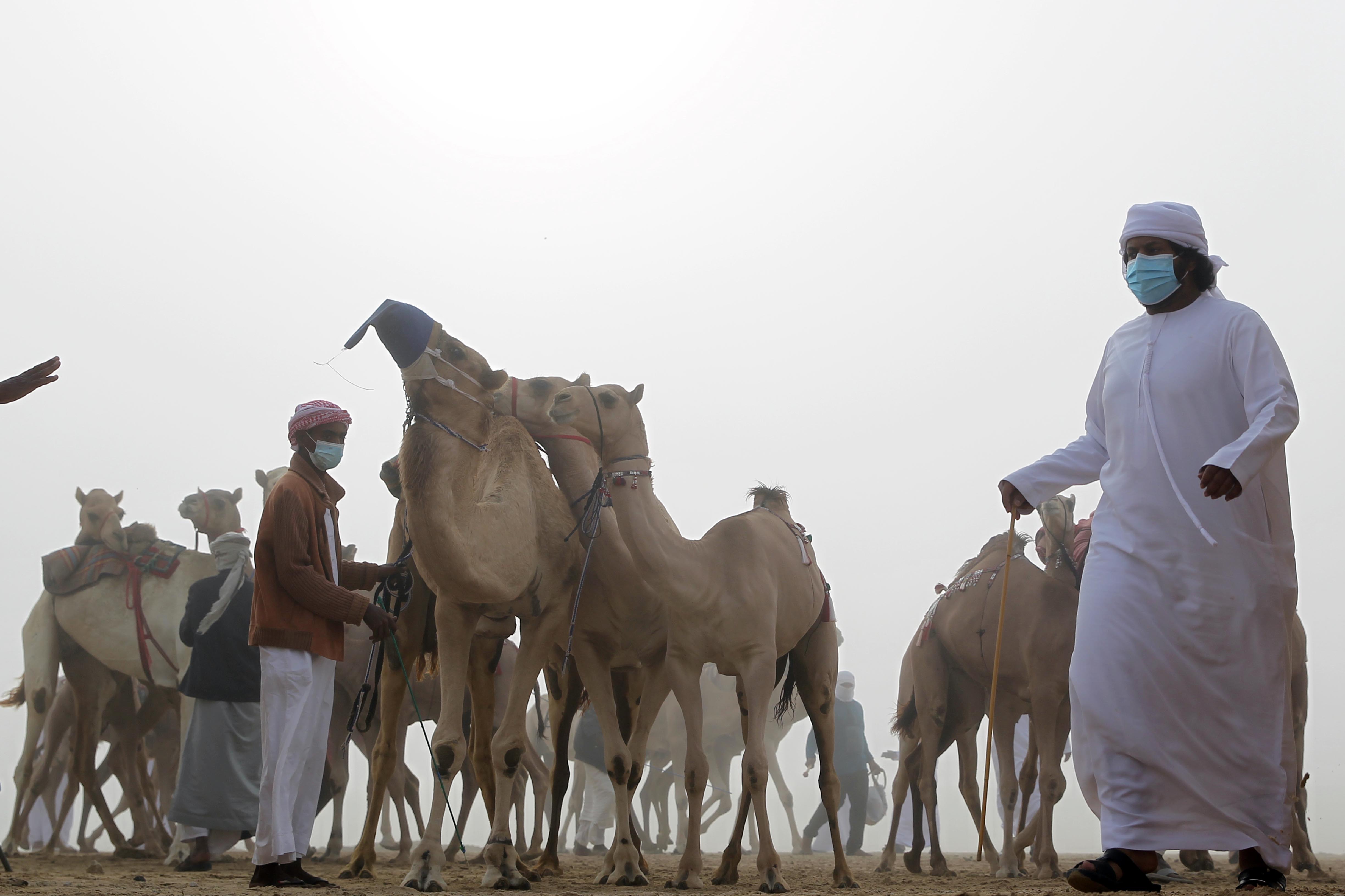 إعلان نتائج مزاينة انتاج العزبة لأبناء القبائل 3 مفاريد تلاد محليات بمهرجان الظفرة