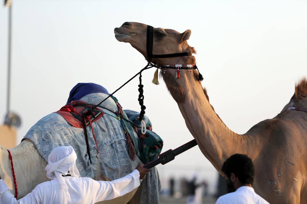 الامارات : معالي اللواء فارس المزروعي يتفقد موقع المزاينة ويلتقي لجان التحكيم والفحص الطبي والفرز