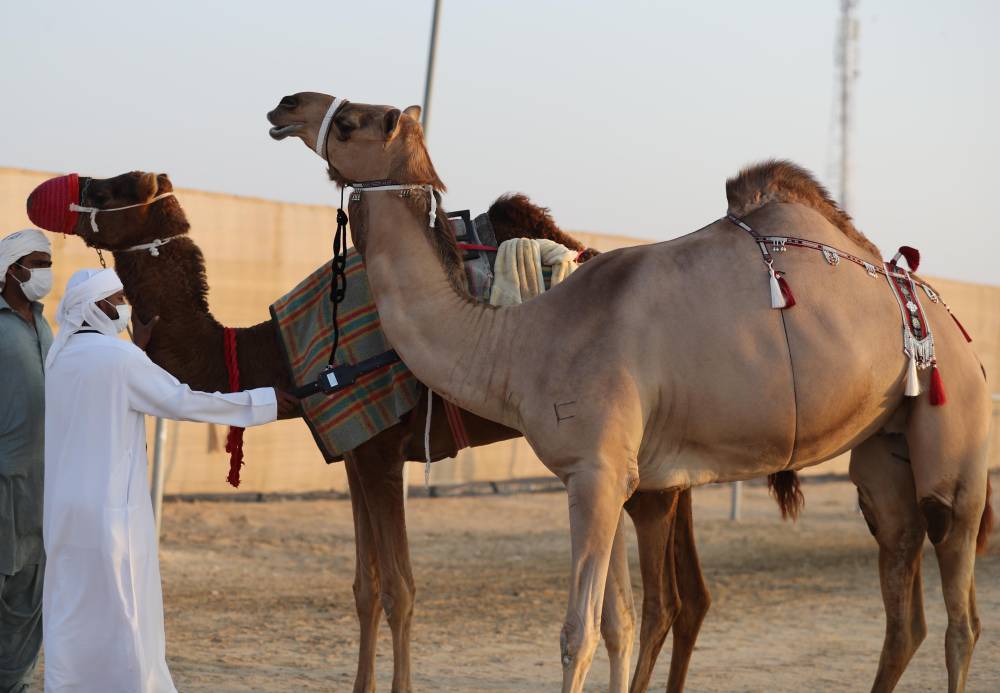 الامارات : معالي اللواء فارس المزروعي يتفقد موقع المزاينة ويلتقي لجان التحكيم والفحص الطبي والفرز