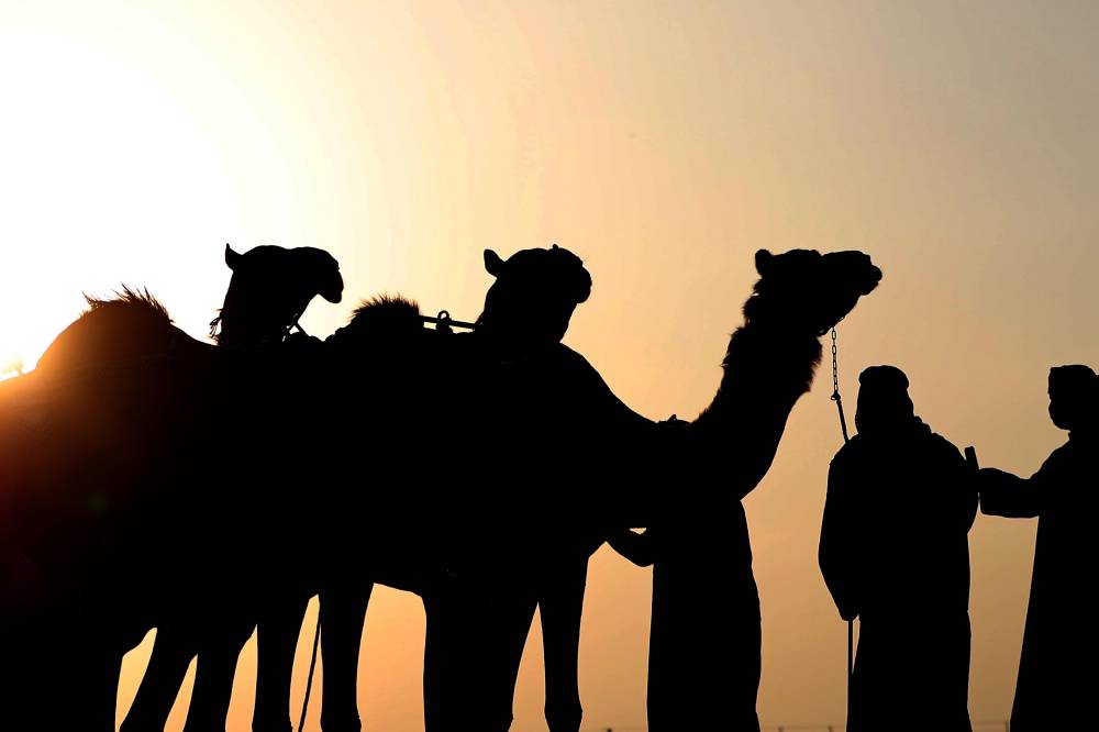 الامارات : معالي اللواء فارس المزروعي يتفقد موقع المزاينة ويلتقي لجان التحكيم والفحص الطبي والفرز