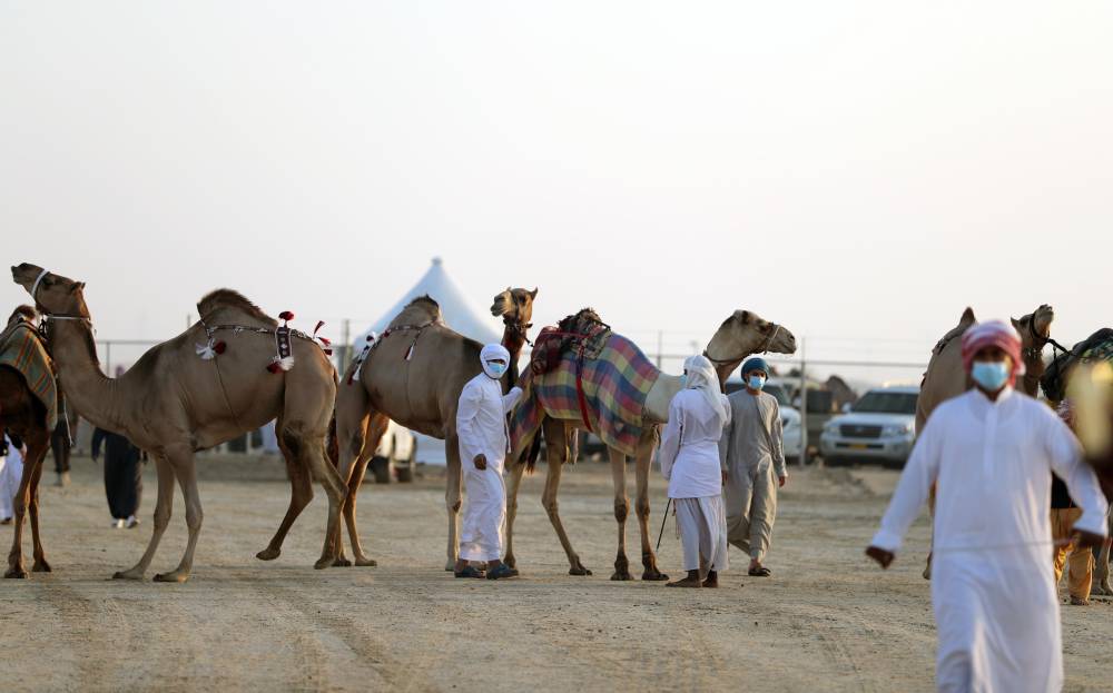 الامارات : معالي اللواء فارس المزروعي يتفقد موقع المزاينة ويلتقي لجان التحكيم والفحص الطبي والفرز