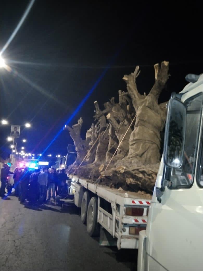 ضبط 8 أشجار زيتون معمرة اقتلعت بطريقة غير مشروعة