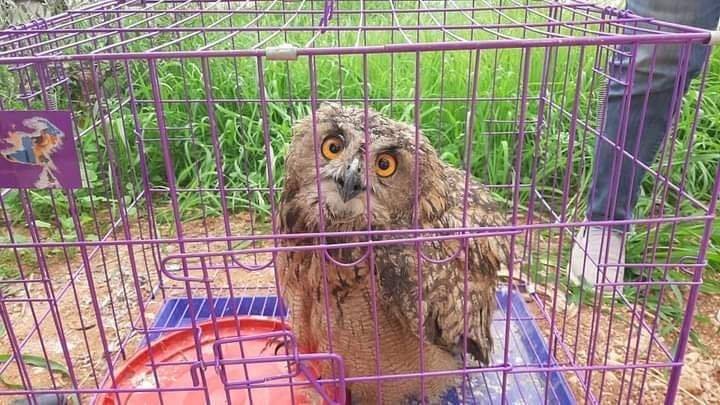 سلطة جودة البيئة تستلم  بومة نسارية  من مواطن في الخليل