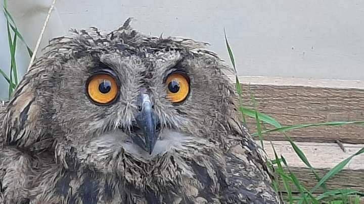 سلطة جودة البيئة تستلم  بومة نسارية  من مواطن في الخليل