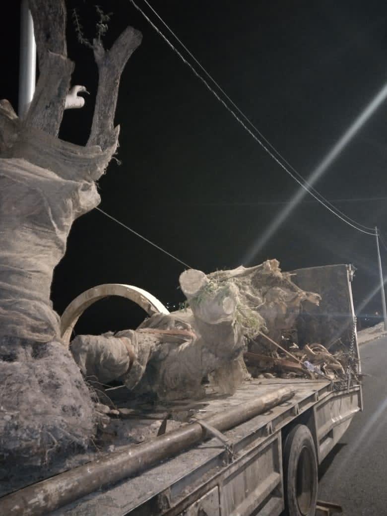 ضبط 8 أشجار زيتون معمرة اقتلعت بطريقة غير مشروعة