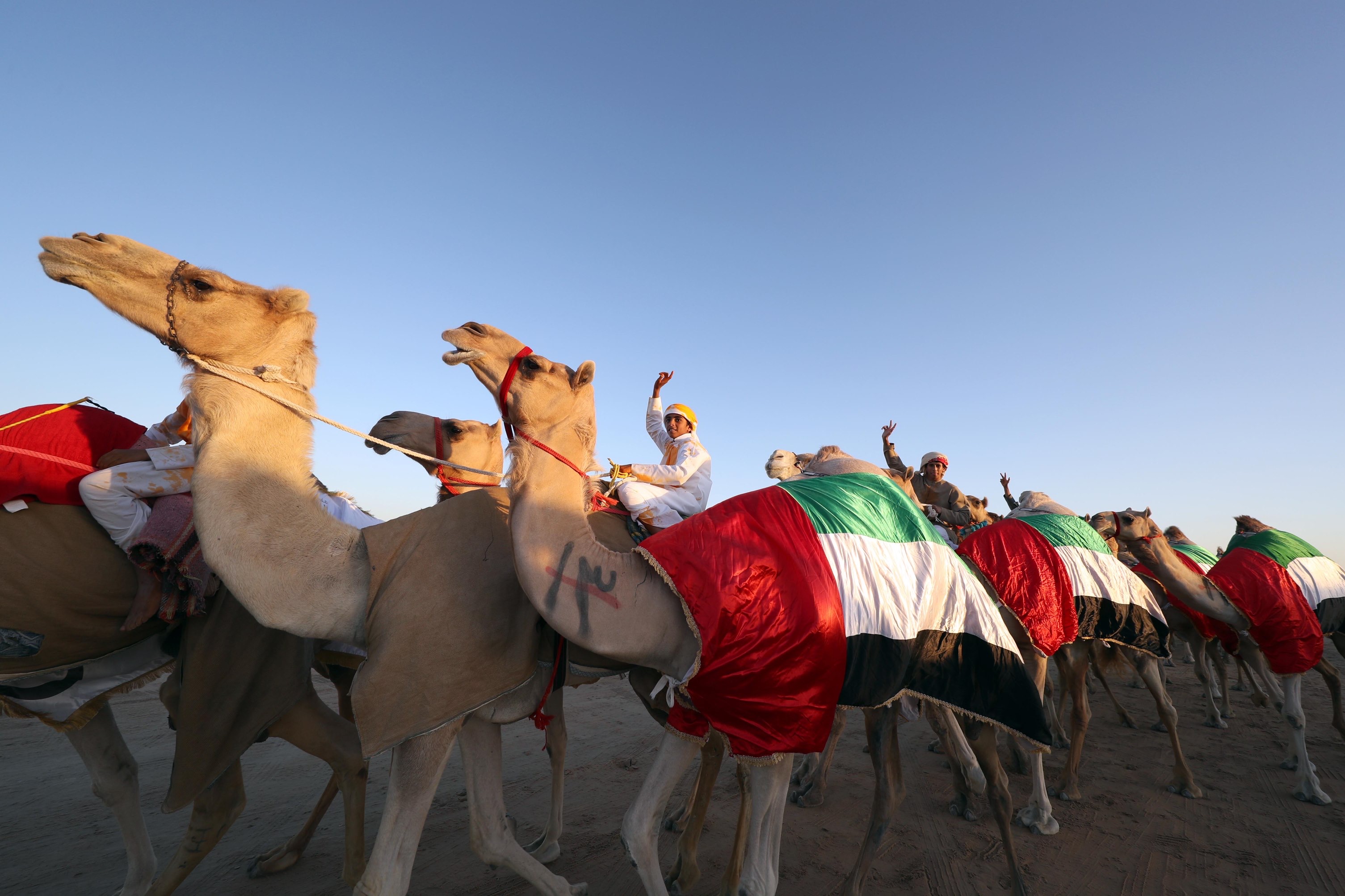 مسابقة الصيد بالصقور في مهرجان الظفرة 14 تنطلق غداً الأربعاء