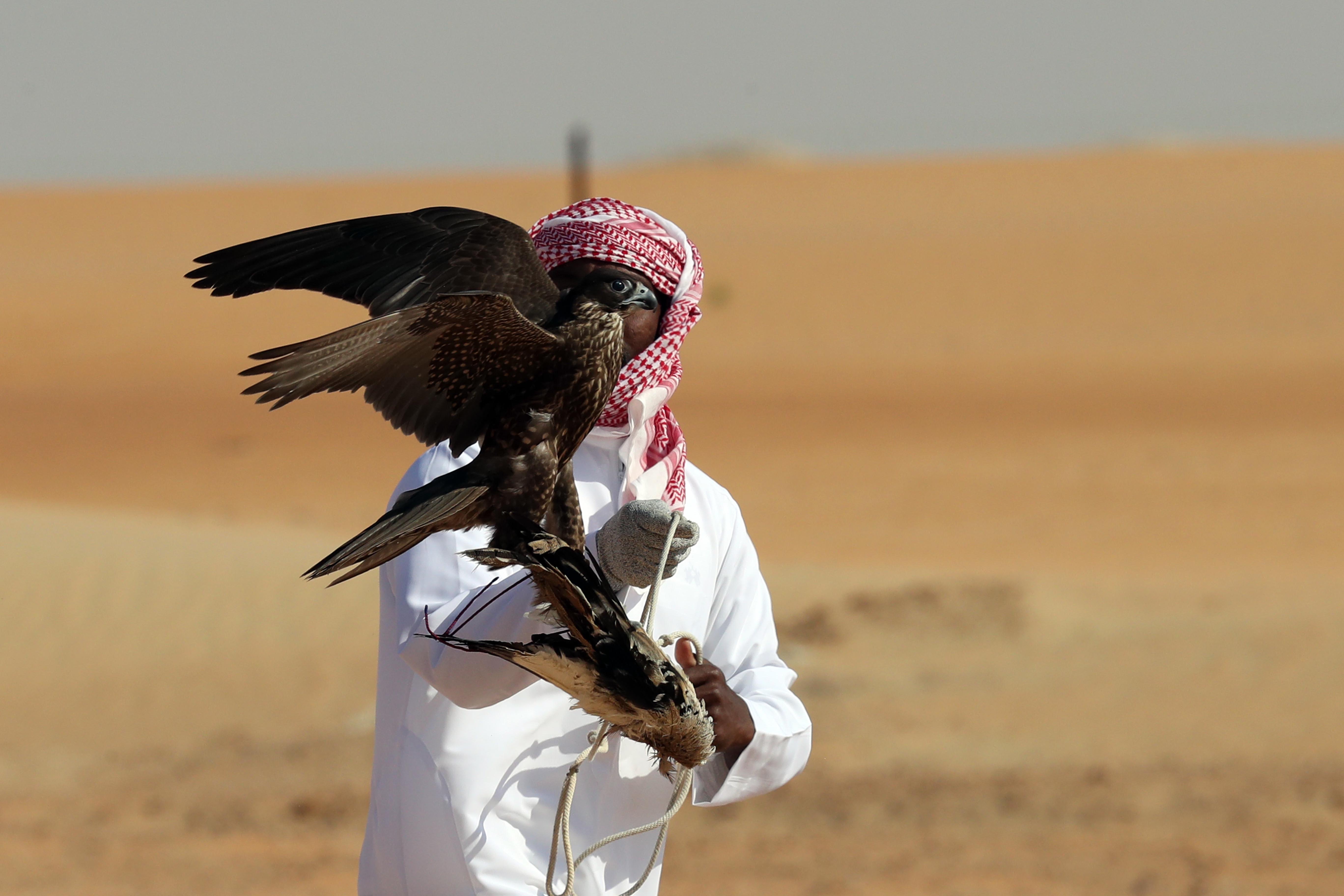 مسابقة الصيد بالصقور بمهرجان الظفرة تشهد منافسات قوية في يومها الأول