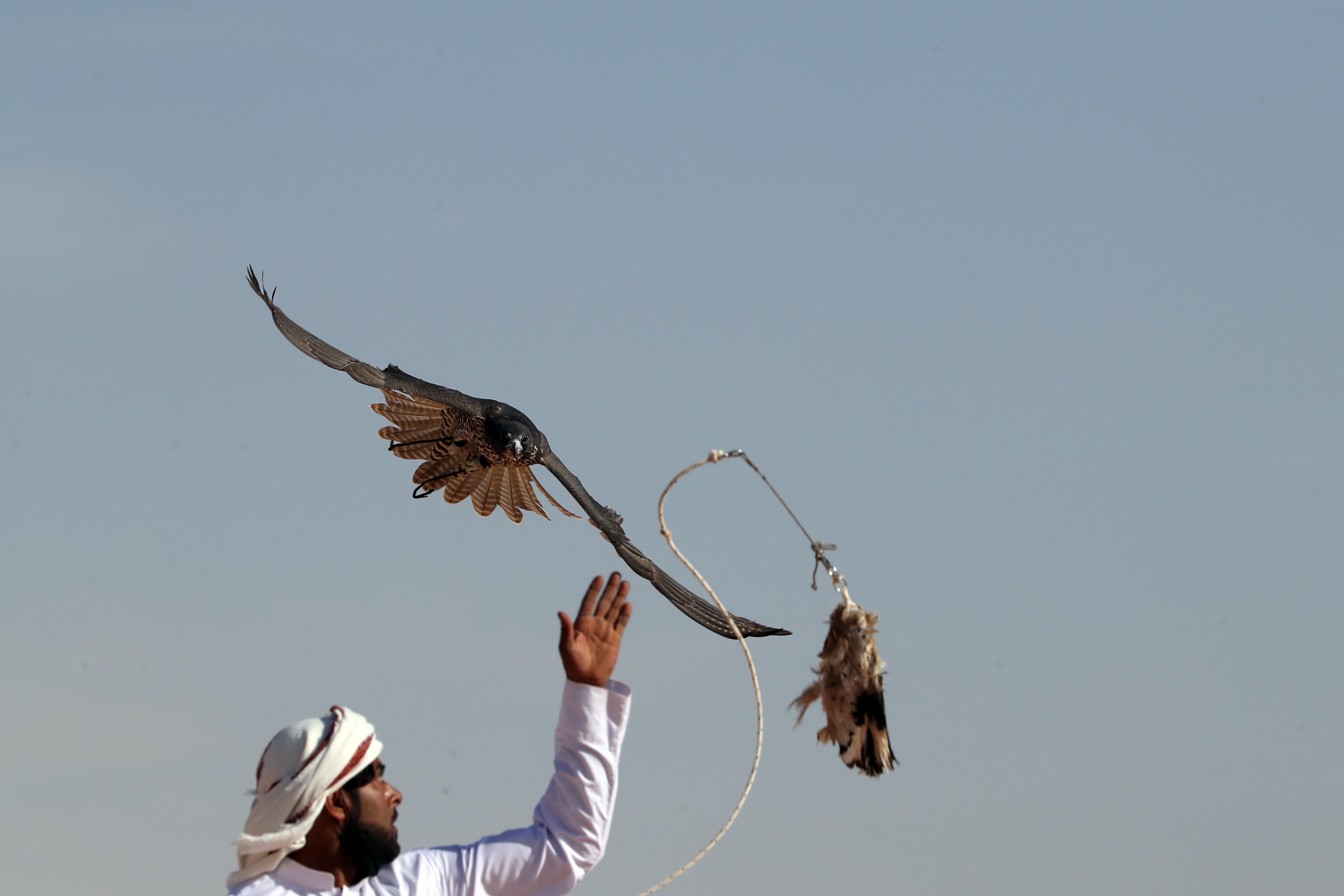 جمعة الفلاحي يتقدم الصقارين في ختام مسابقة الصيد بالصقور  بمهرجان الظفرة 14