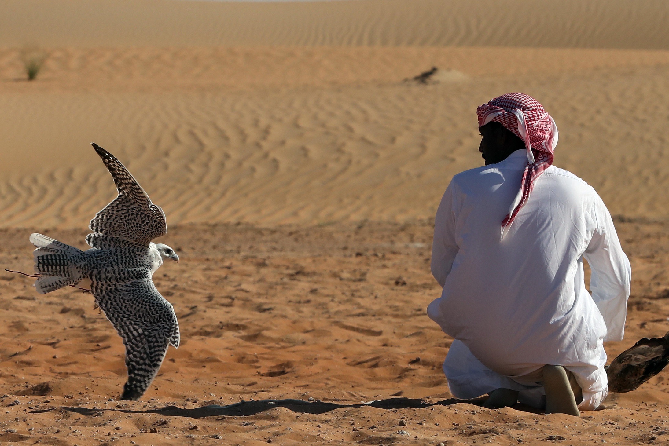 جمعة الفلاحي يتقدم الصقارين في ختام مسابقة الصيد بالصقور  بمهرجان الظفرة 14