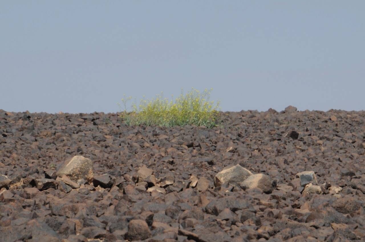 نمط فريد وسط الصحراء الشرقية  الملكية لحماية الطبيعة تعلن تأسيس محمية برقع