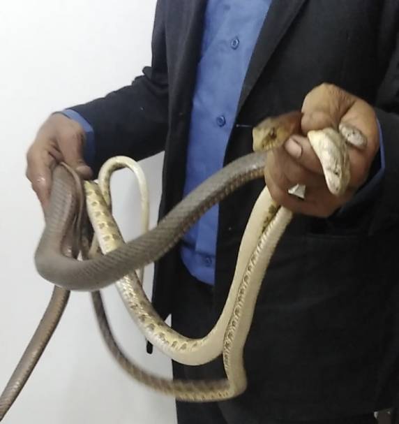 البحوث الزراعية ينظم دورة حول أنواع الأفاعي في الأردن