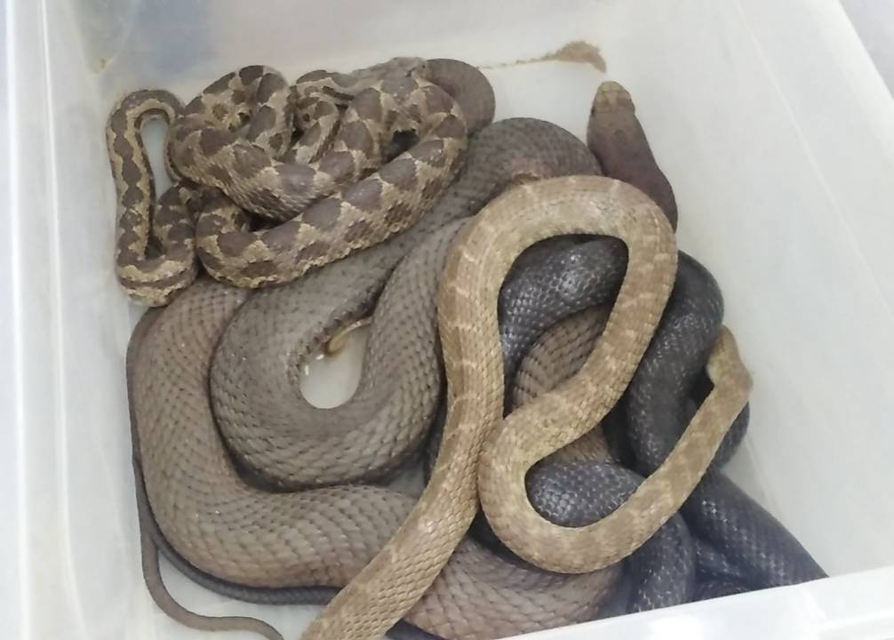 البحوث الزراعية ينظم دورة حول أنواع الأفاعي في الأردن