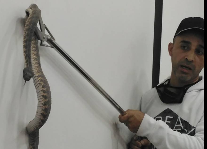 البحوث الزراعية ينظم دورة حول أنواع الأفاعي في الأردن