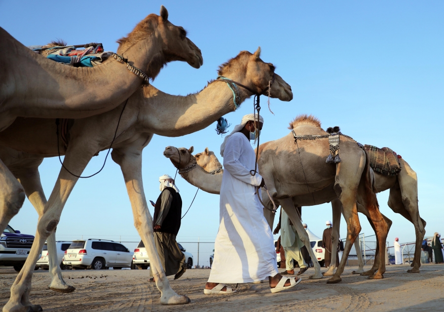 صقر المنصوري يتقدم الفائزين في شوط الجمل شرايا 15 محليات بمهرجان الظفرة 14