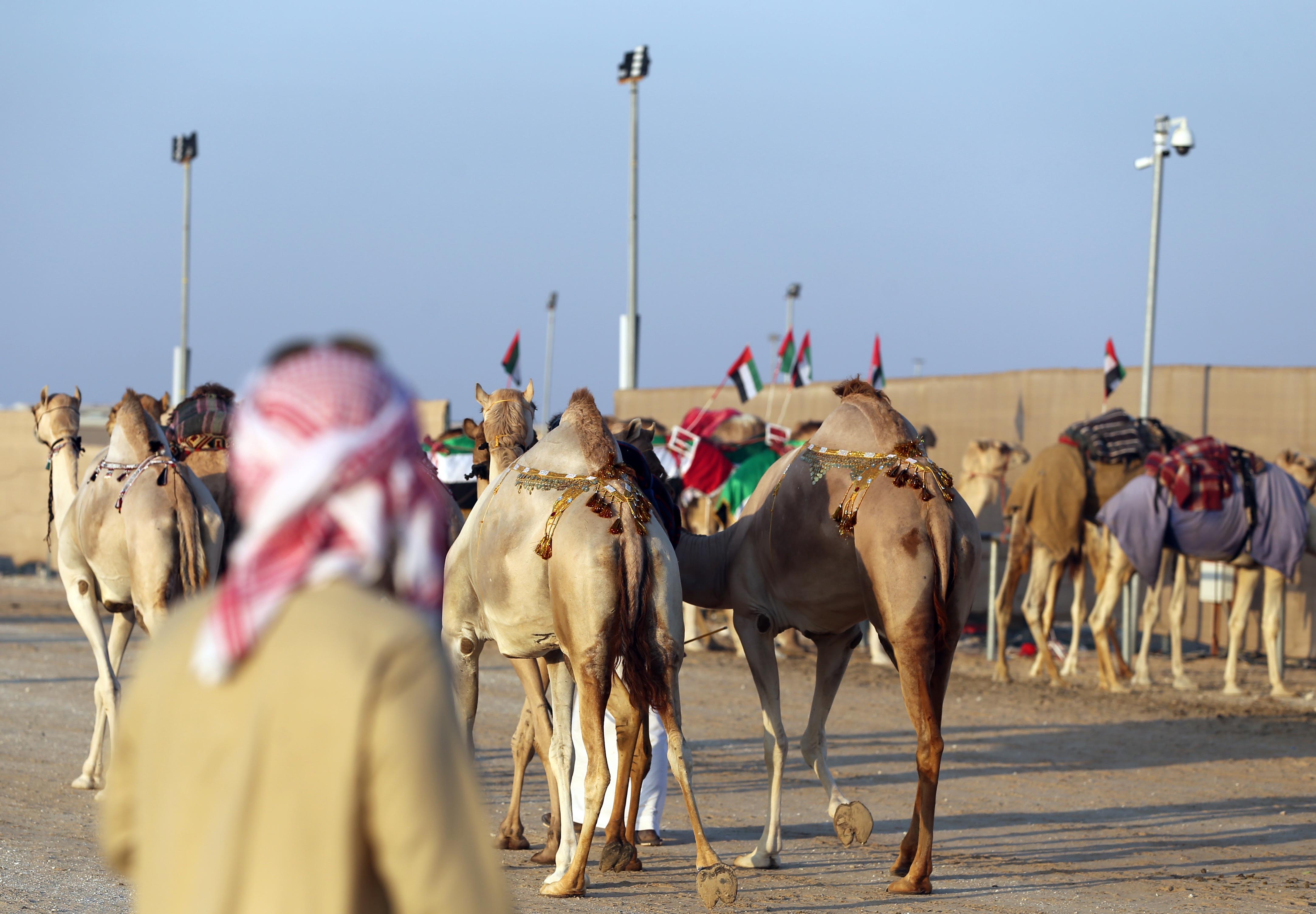 تتويج الفائزين في شوطي الظفرة 6 و  المهجنات الأصايل في مهرجان الظفرة 14