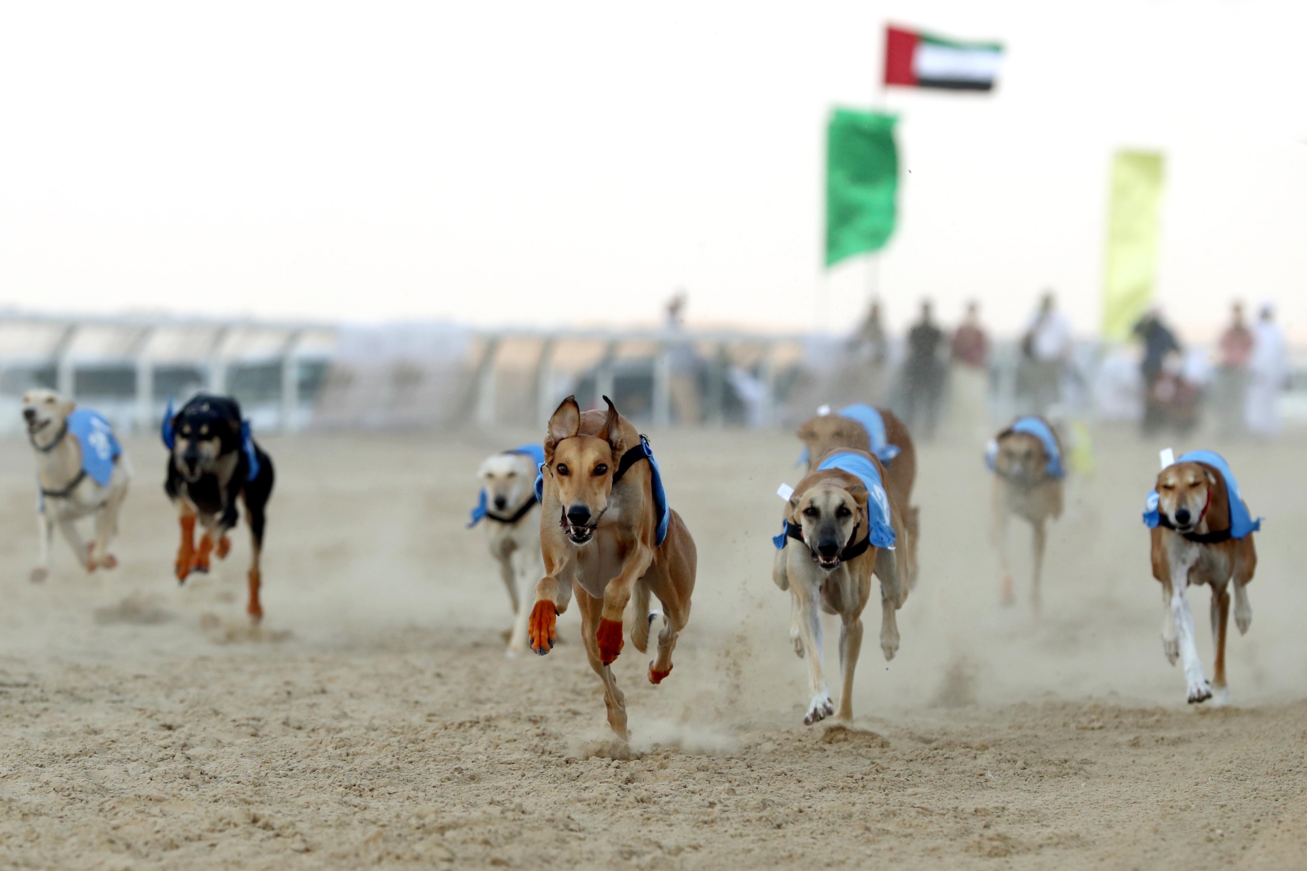 السباق التأهيلي للسلوقي العربي التراثي في مهرجان الظفرة 14 ينطلق يوم غدٍ الخميس