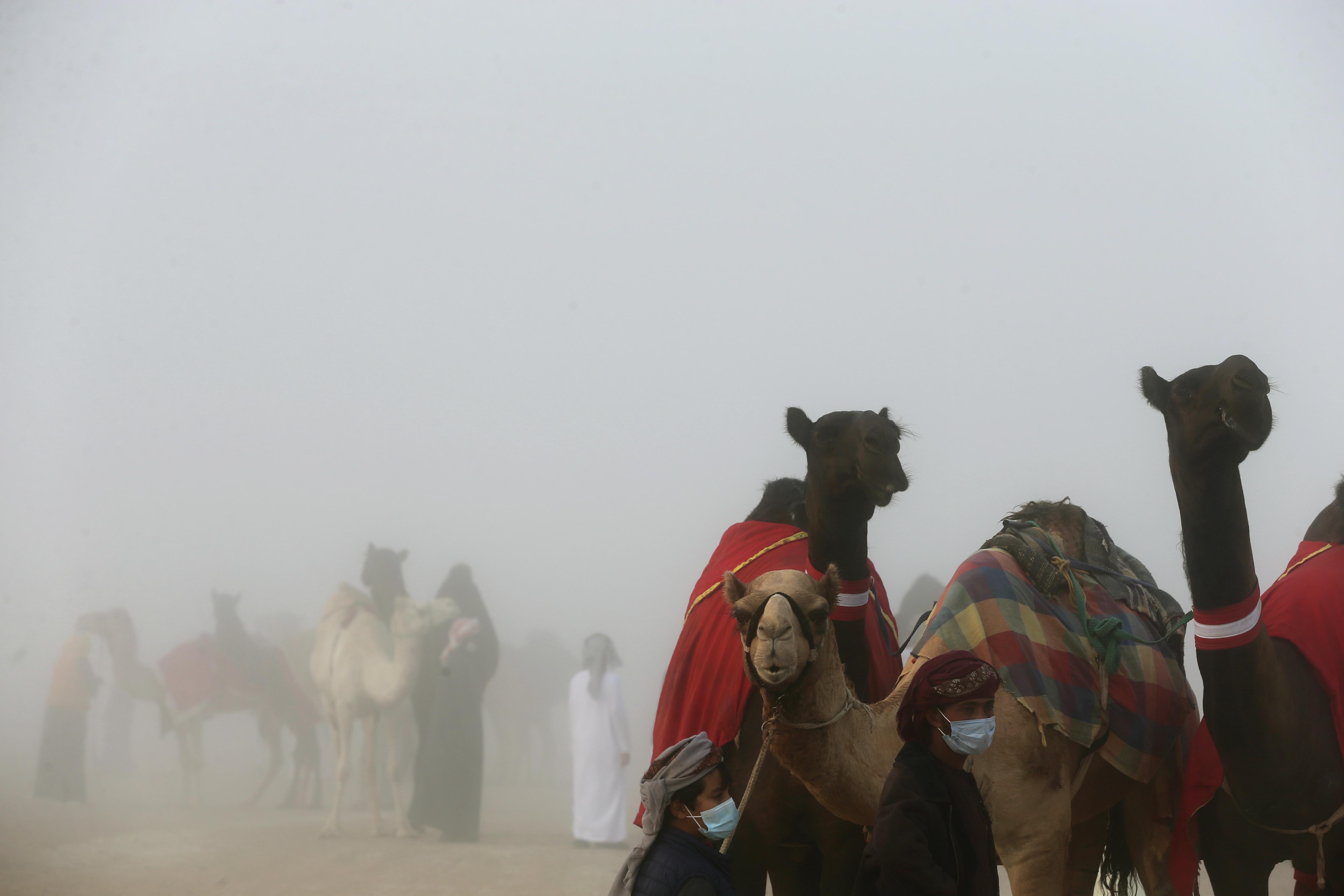 انطلاق السباق التأهيلي لبطولة السلوقي العربي التراثي بمهرجان الظفرة