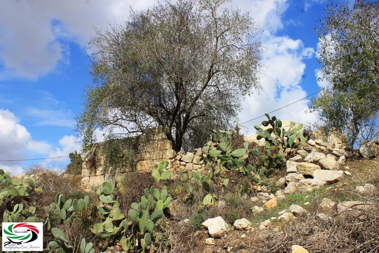 صباحكم أجمل/ برهام وجيبيا حكاية أخرى بقلم وعدسة: زياد جيوسي الحلقة الثانية