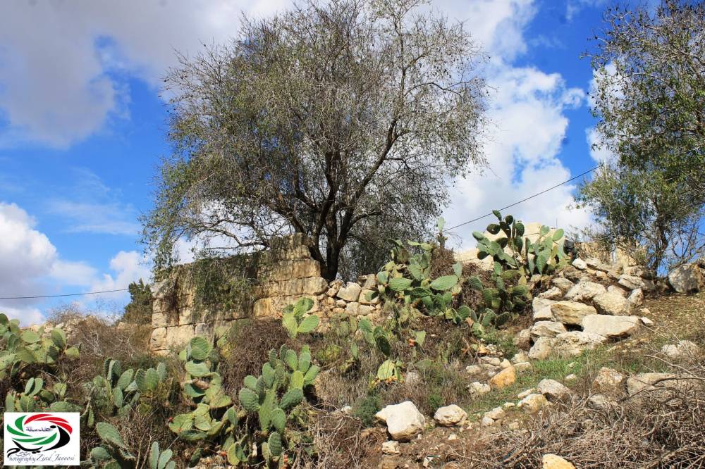 صباحكم أجمل/ برهام وجيبيا حكاية أخرى بقلم وعدسة: زياد جيوسي الحلقة الثانية