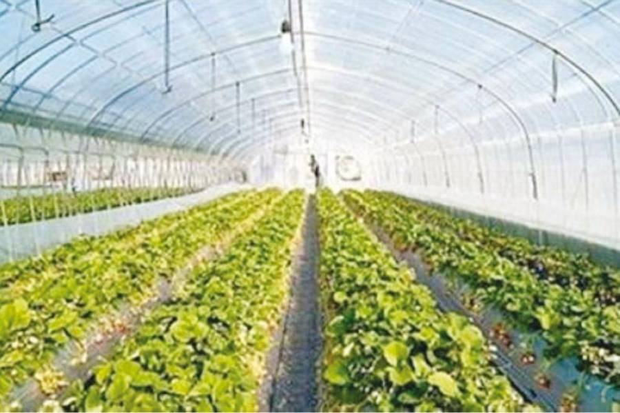 وزير العمل يُصدر جُملةً من الإجراءات التي تتعلق بالعمالة الزراعية في القطاع الزراعي