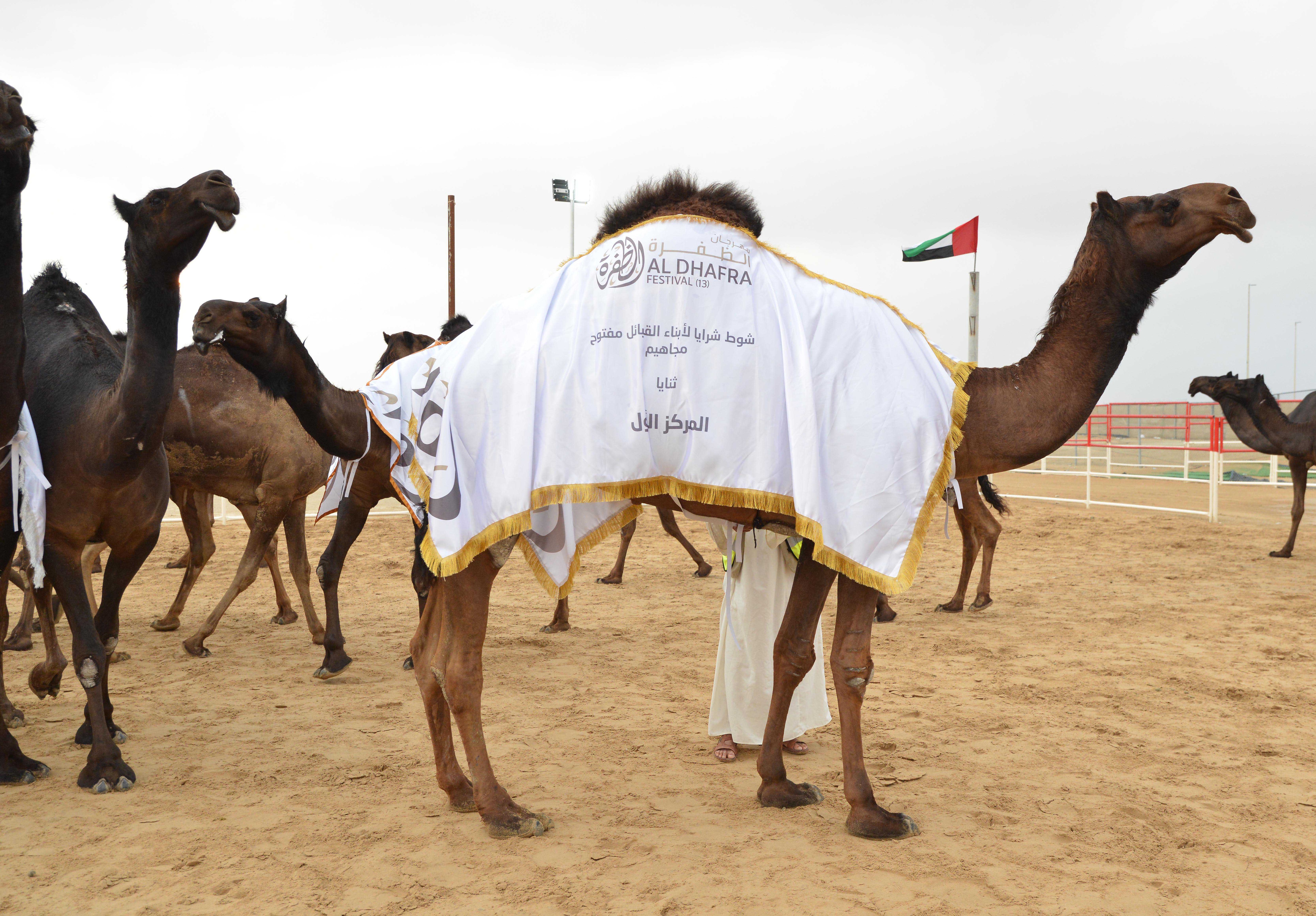 الأسبوع العاشر من مهرجان الظفرة 14 يشهد 8 أشوط لمزاينة الإبل المجاهيم