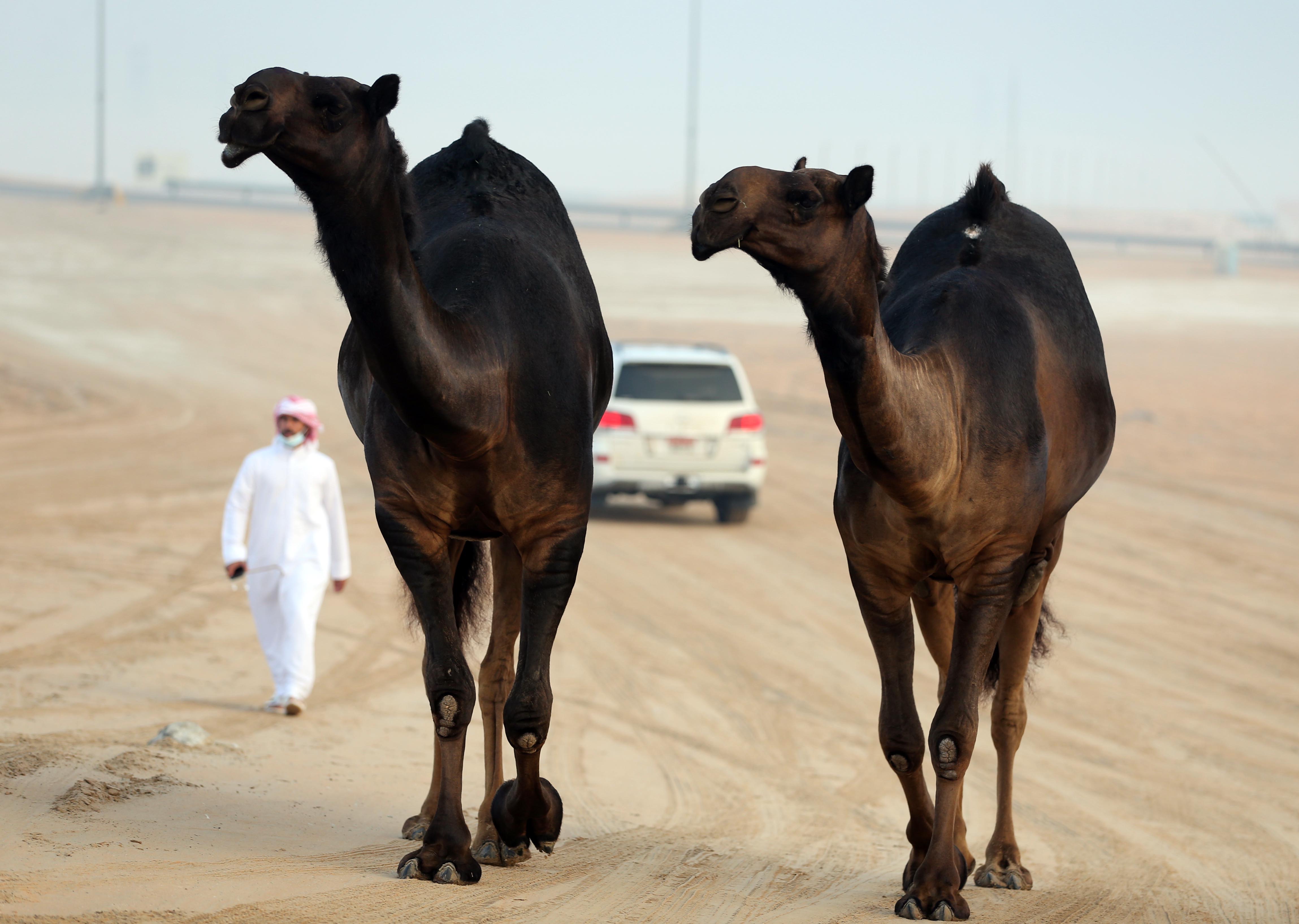 معالي اللواء فارس المزروعي يتفقد موقع المهرجان ويتابع الإجراءات المتبعة في مزاينة الإبل