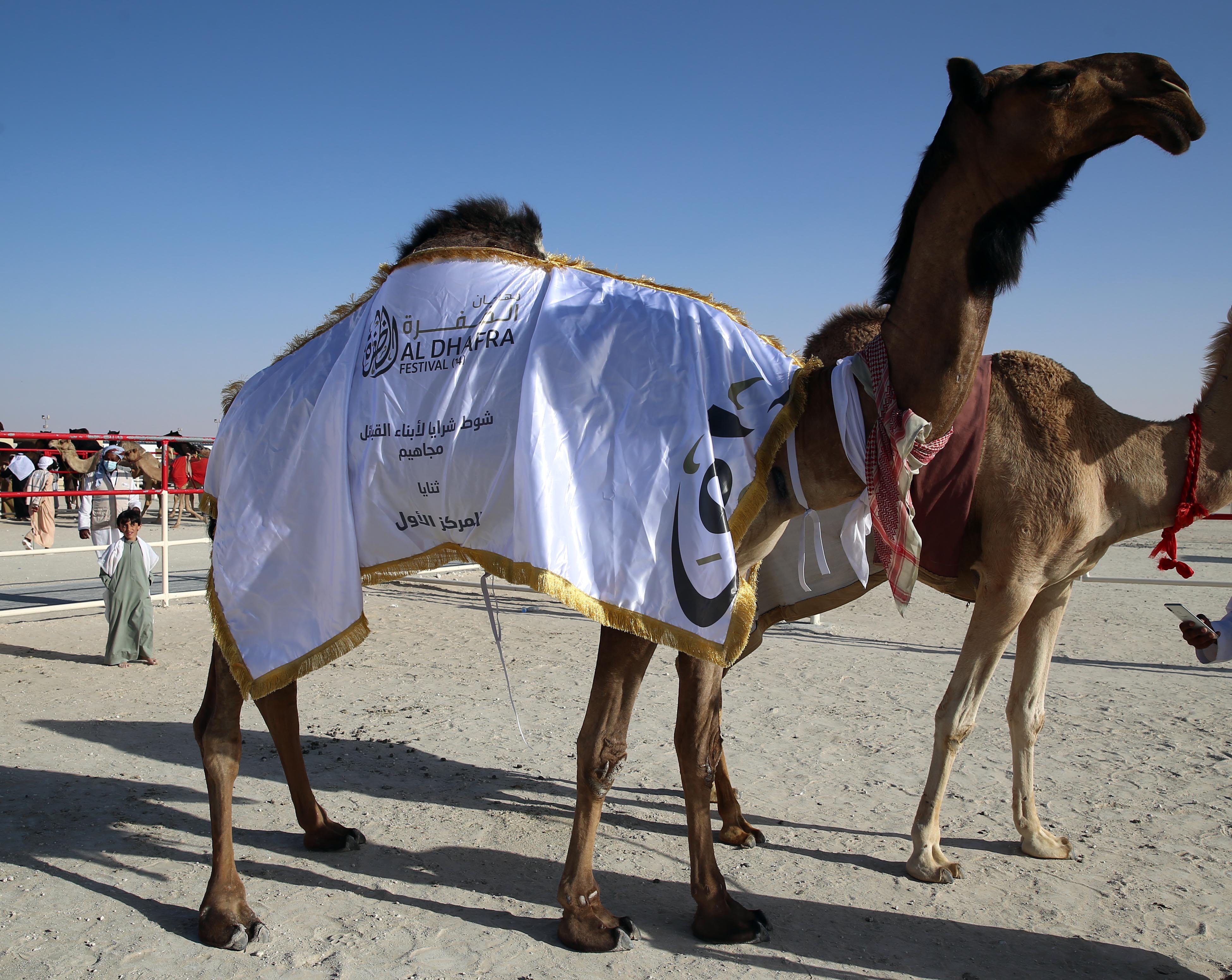 مهرجان الظفرة 14 يتوج الفائزين في أشواط مزاينة الإبل للثنايا المجاهيم