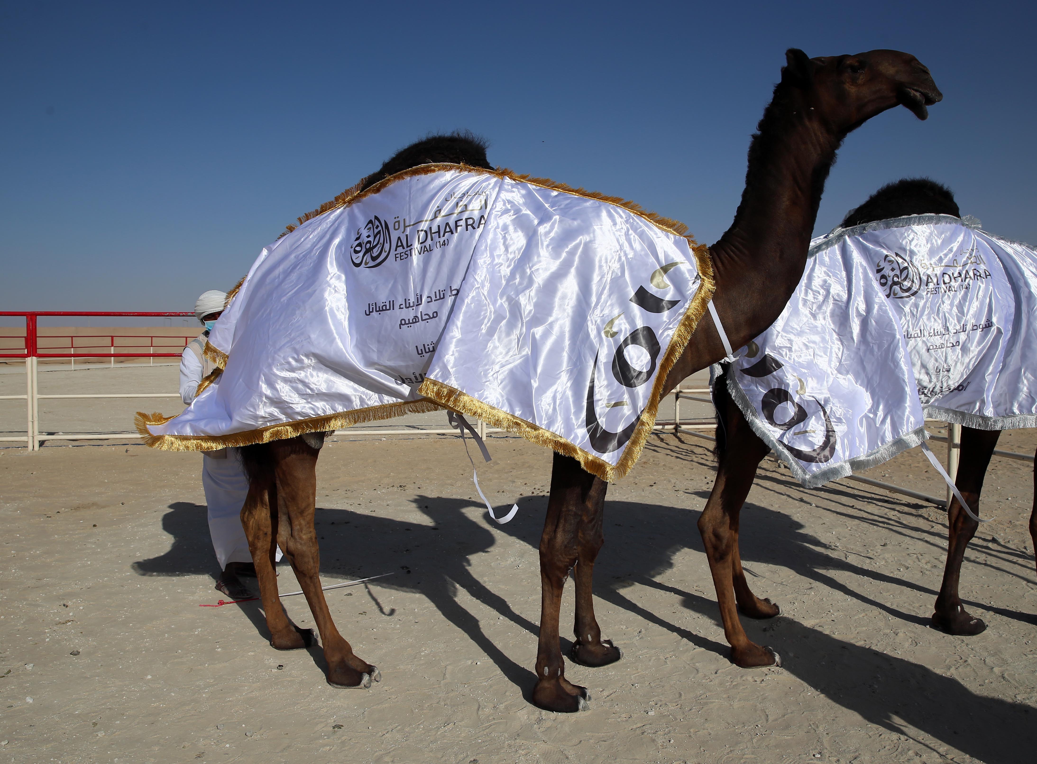 مهرجان الظفرة 14 يتوج الفائزين في أشواط مزاينة الإبل للثنايا المجاهيم