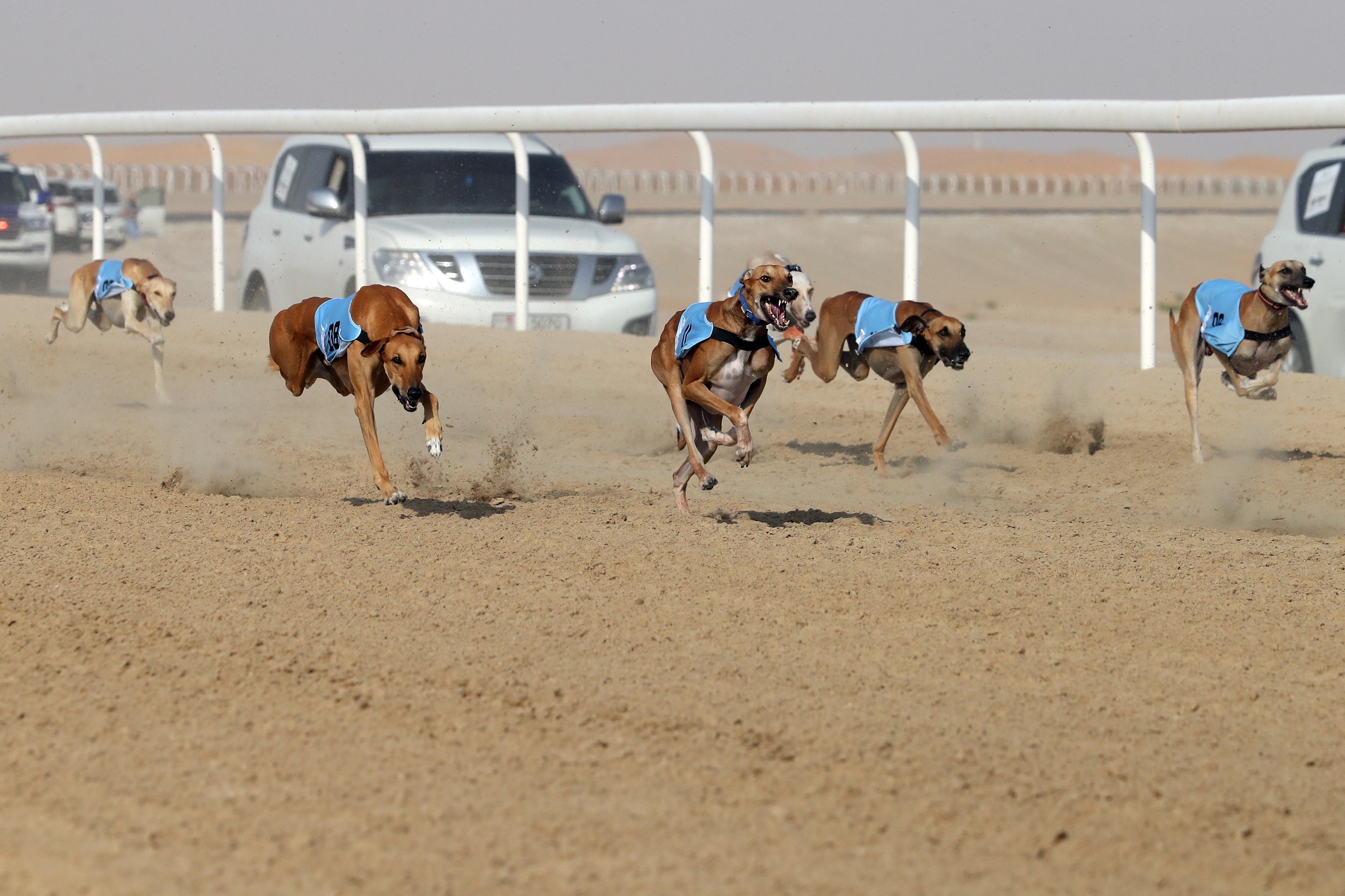 مهرجان الظفرة 14 يتوج الفائزين في أشواط مزاينة الإبل للثنايا المجاهيم