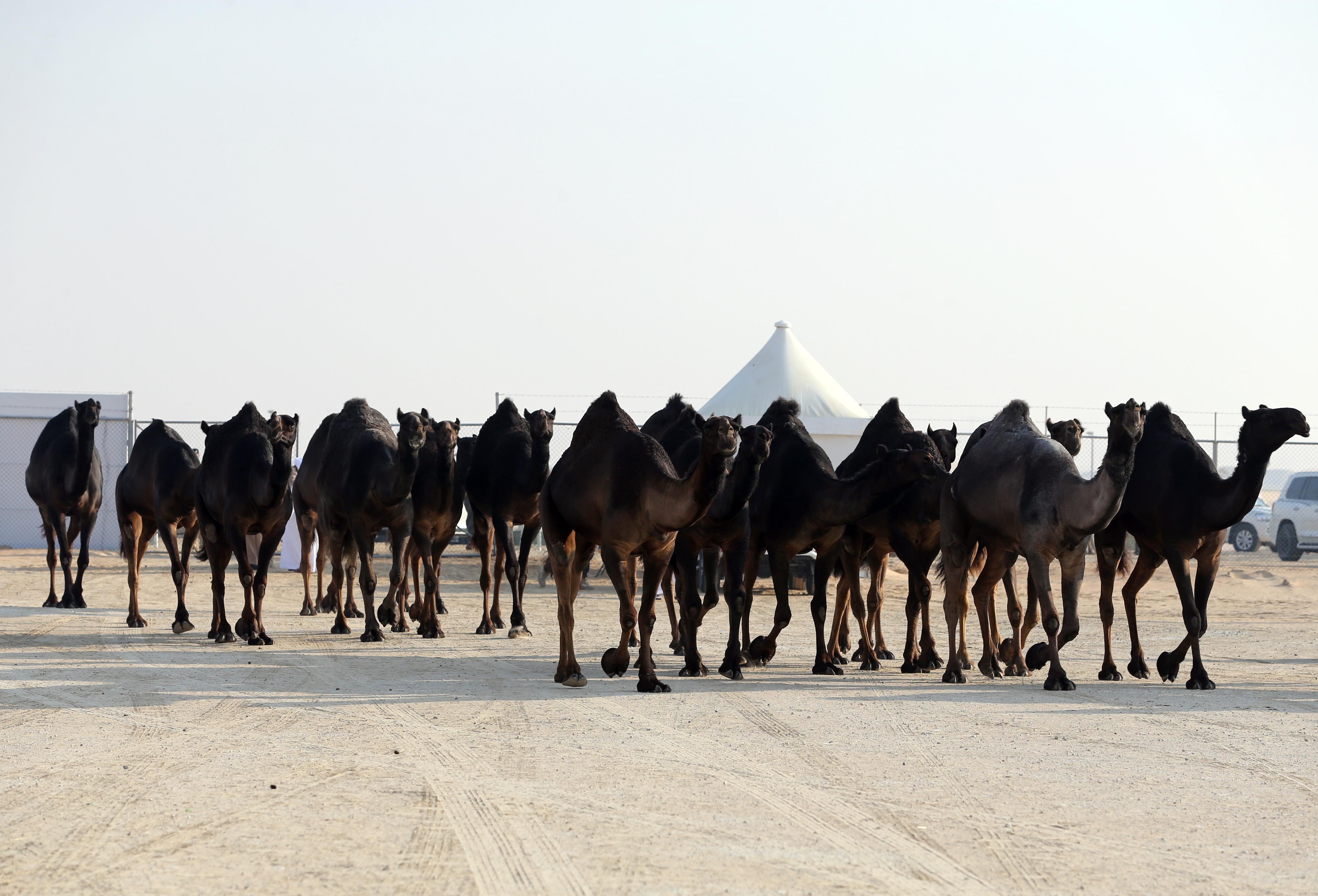 توافد كبير للمشاركة في شوط الجمل 15 شرايا مجاهيم في مهرجان الظفرة