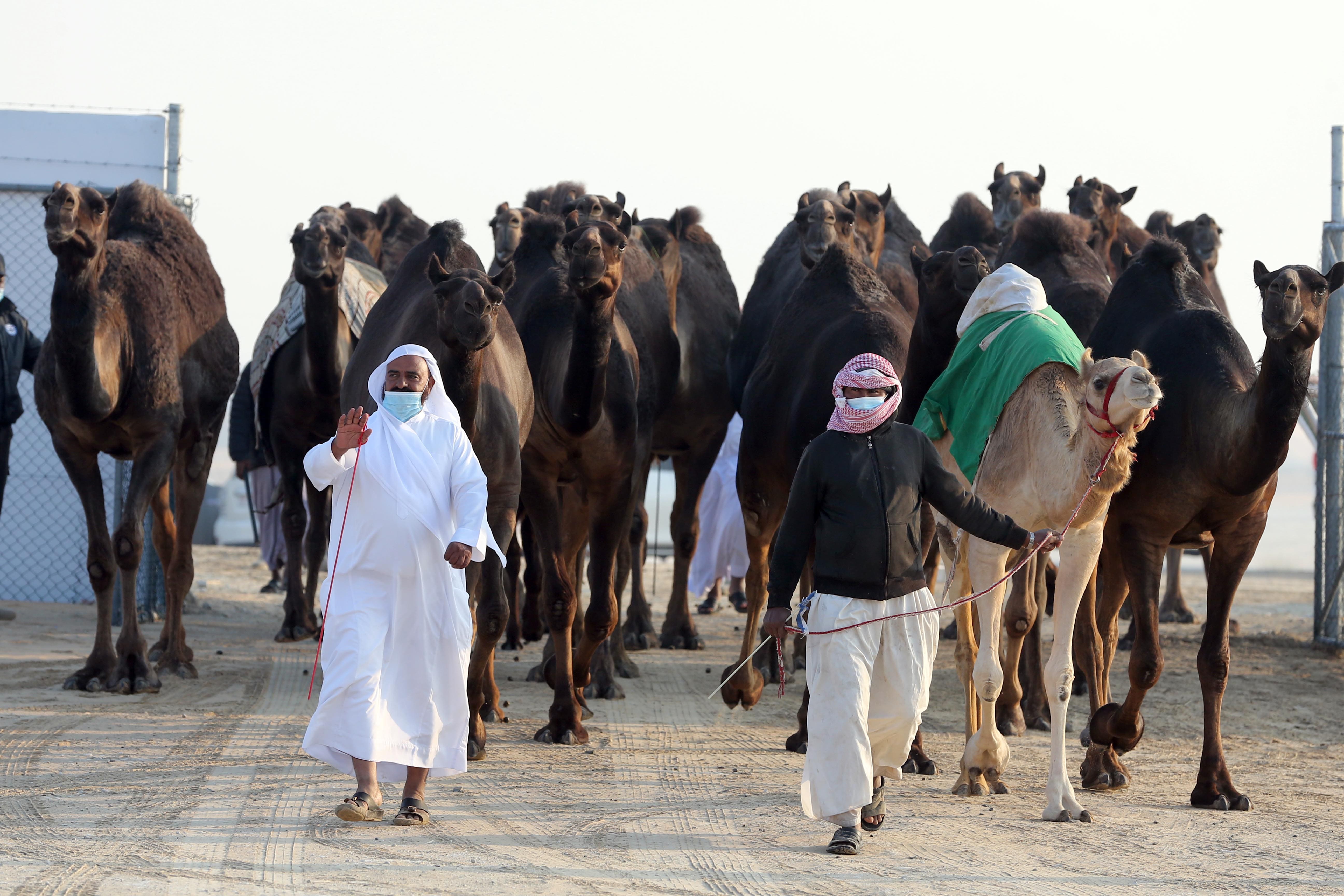 توافد كبير للمشاركة في شوط الجمل 15 شرايا مجاهيم في مهرجان الظفرة