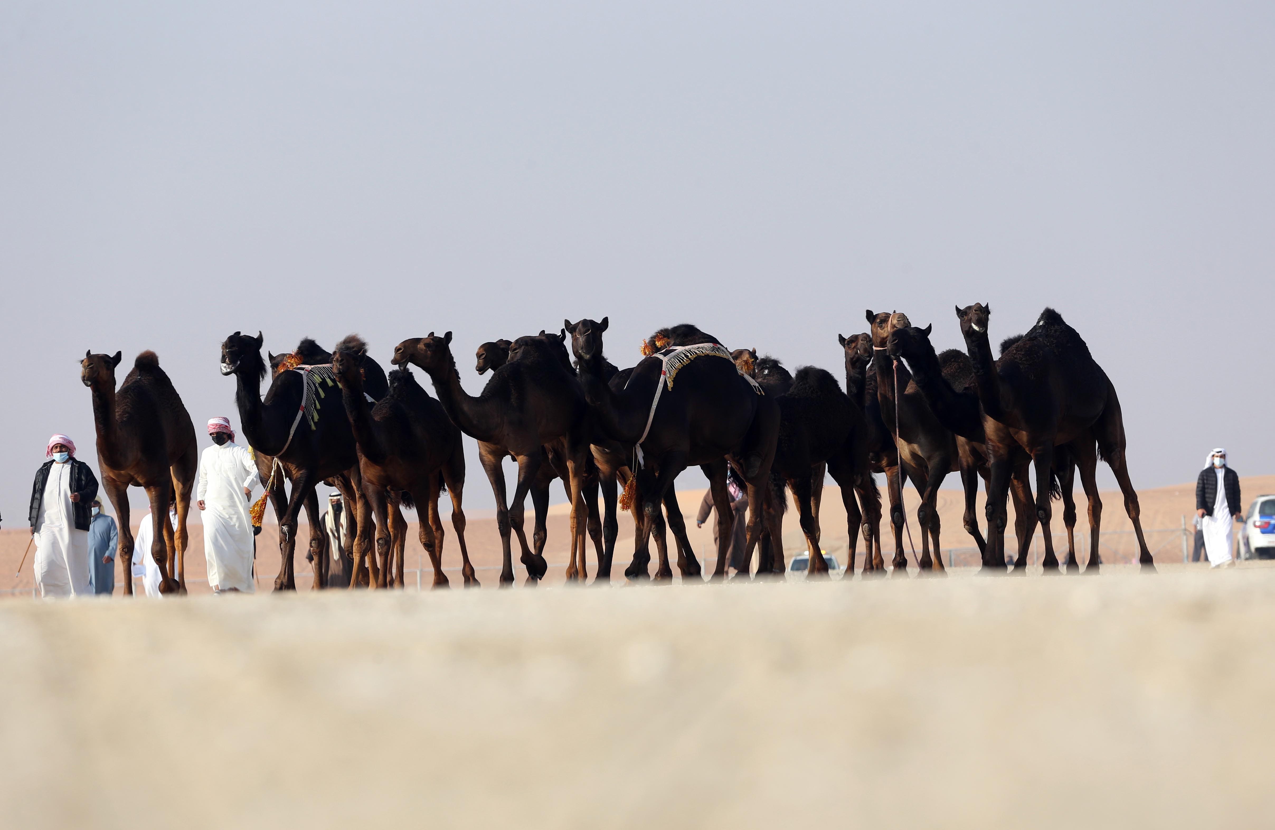 توافد كبير للمشاركة في شوط الجمل 15 شرايا مجاهيم في مهرجان الظفرة