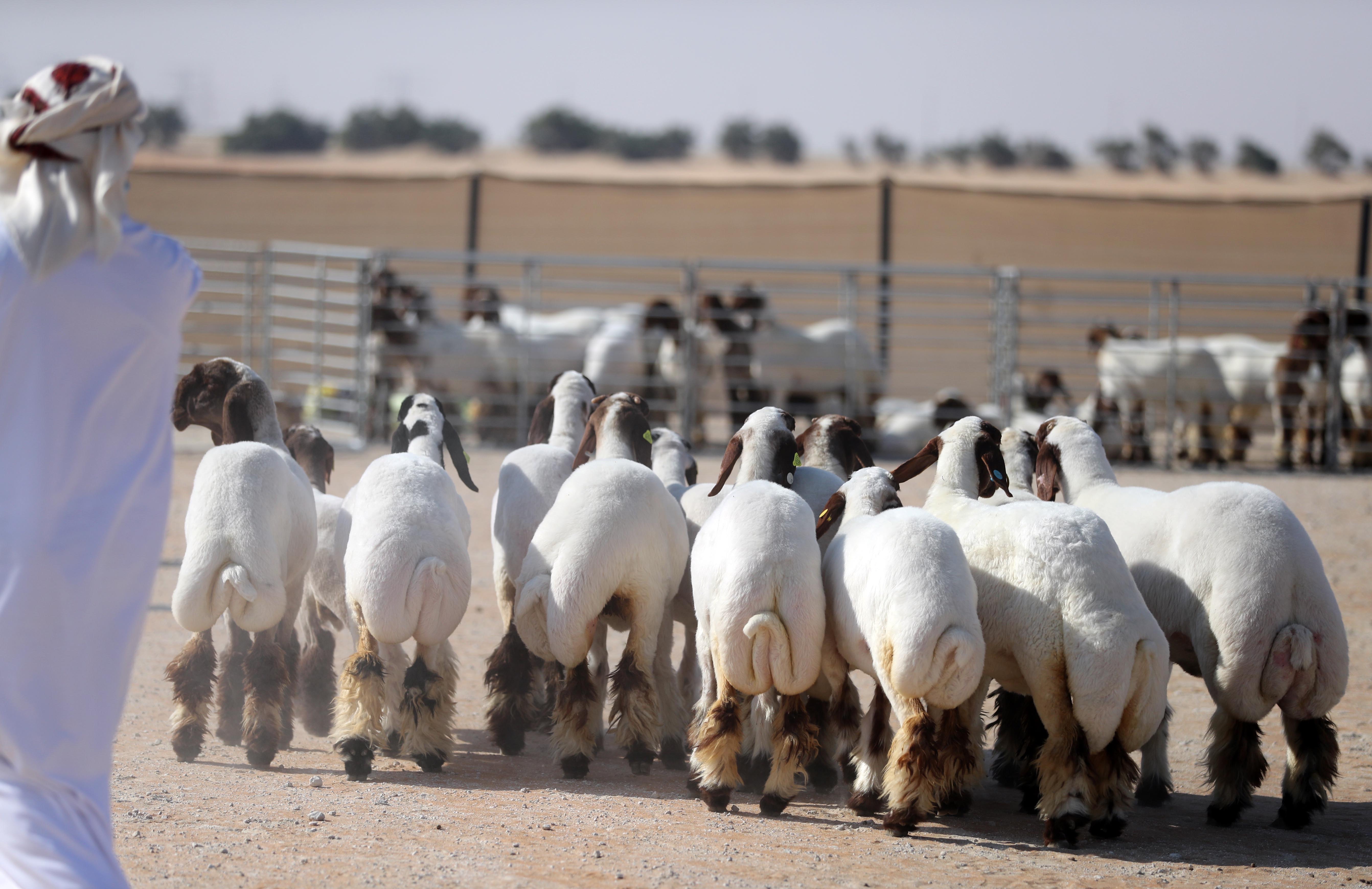 بحضور فارس المزروعي والسفير الفرنسي إعلان نتائج شوط الجمل شرايا (15) مجاهيم بمزاينة الإبل بمهرجان الظفرة