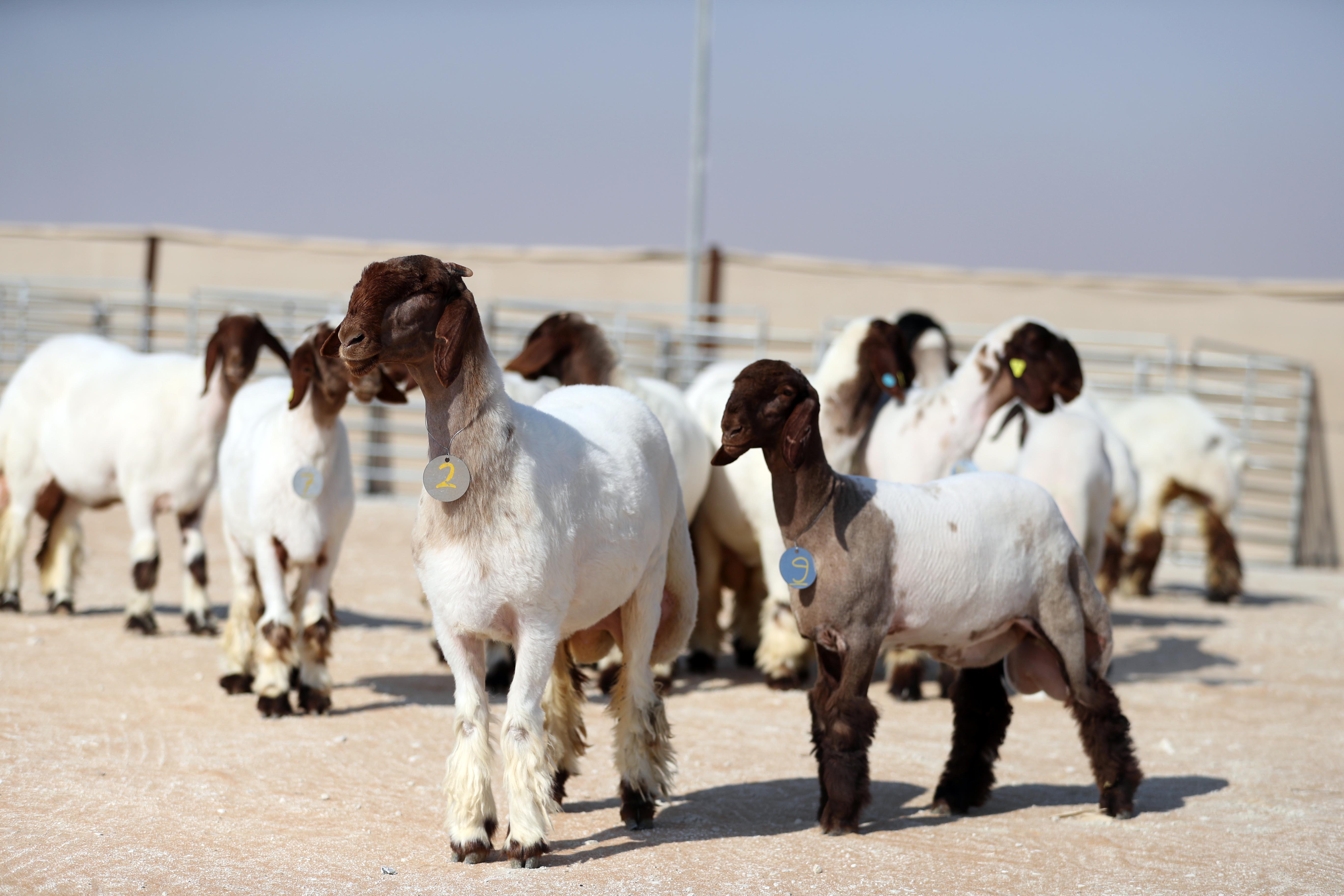 بحضور فارس المزروعي والسفير الفرنسي إعلان نتائج شوط الجمل شرايا (15) مجاهيم بمزاينة الإبل بمهرجان الظفرة