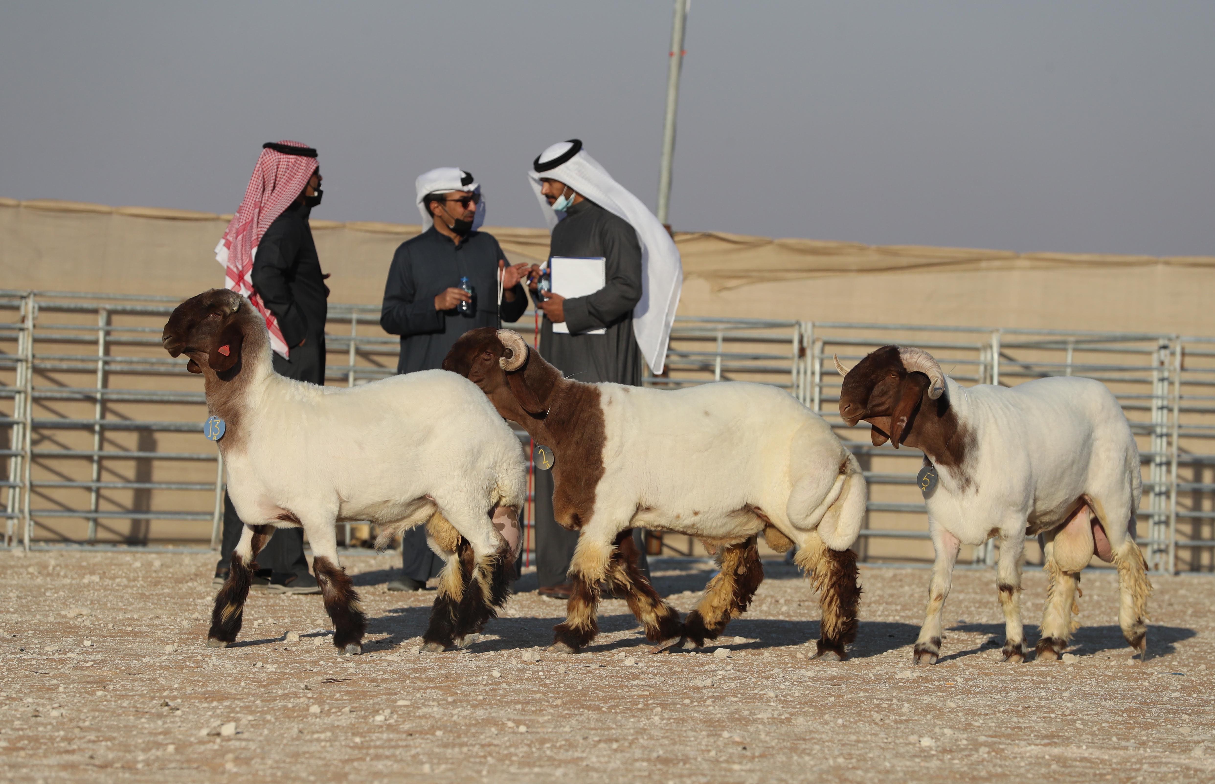 إعلان الفائزين في شوط الظفرة 6 للمجاهيم في مزاينة الإبل بمهرجان الظفرة